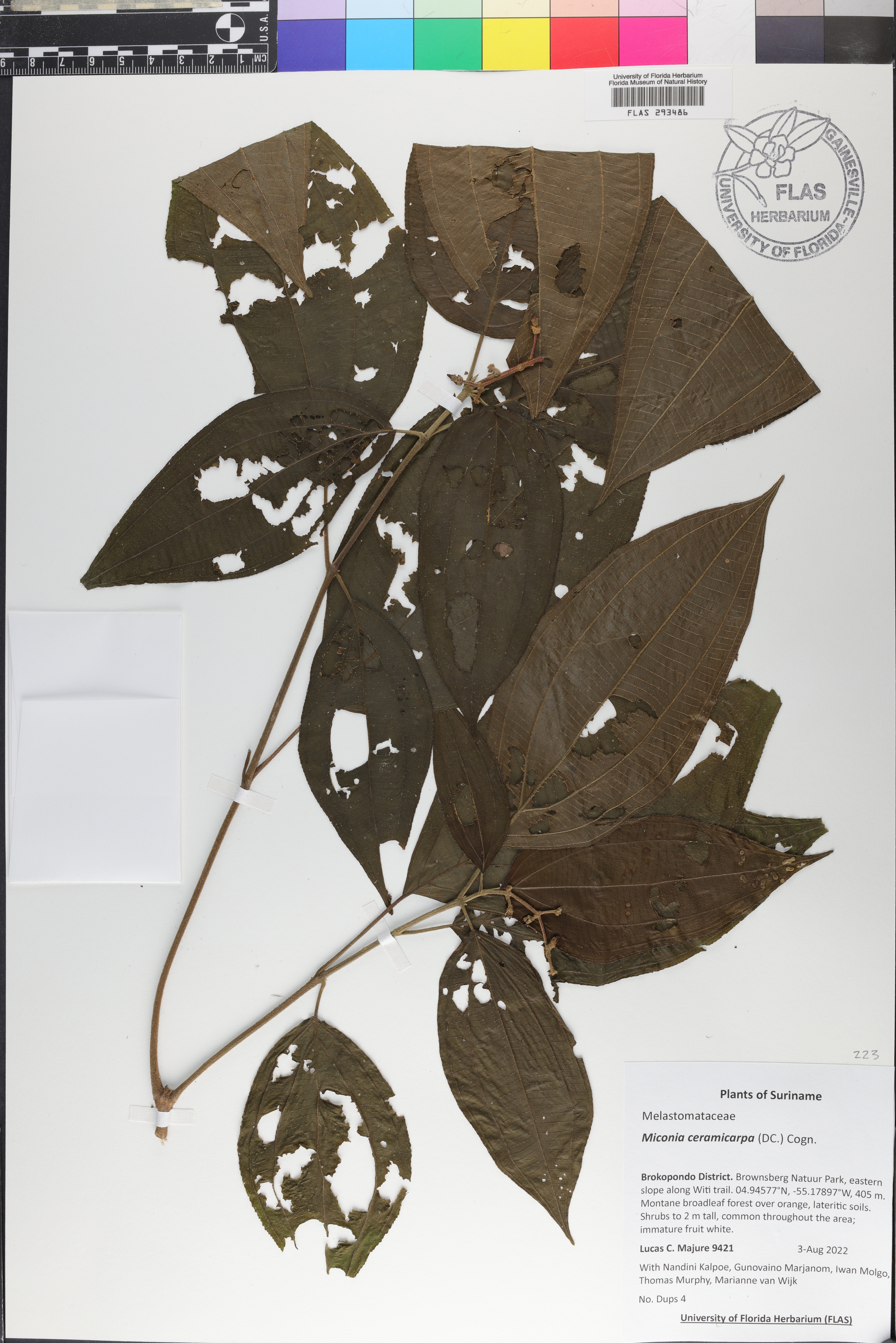 Miconia ceramicarpa image