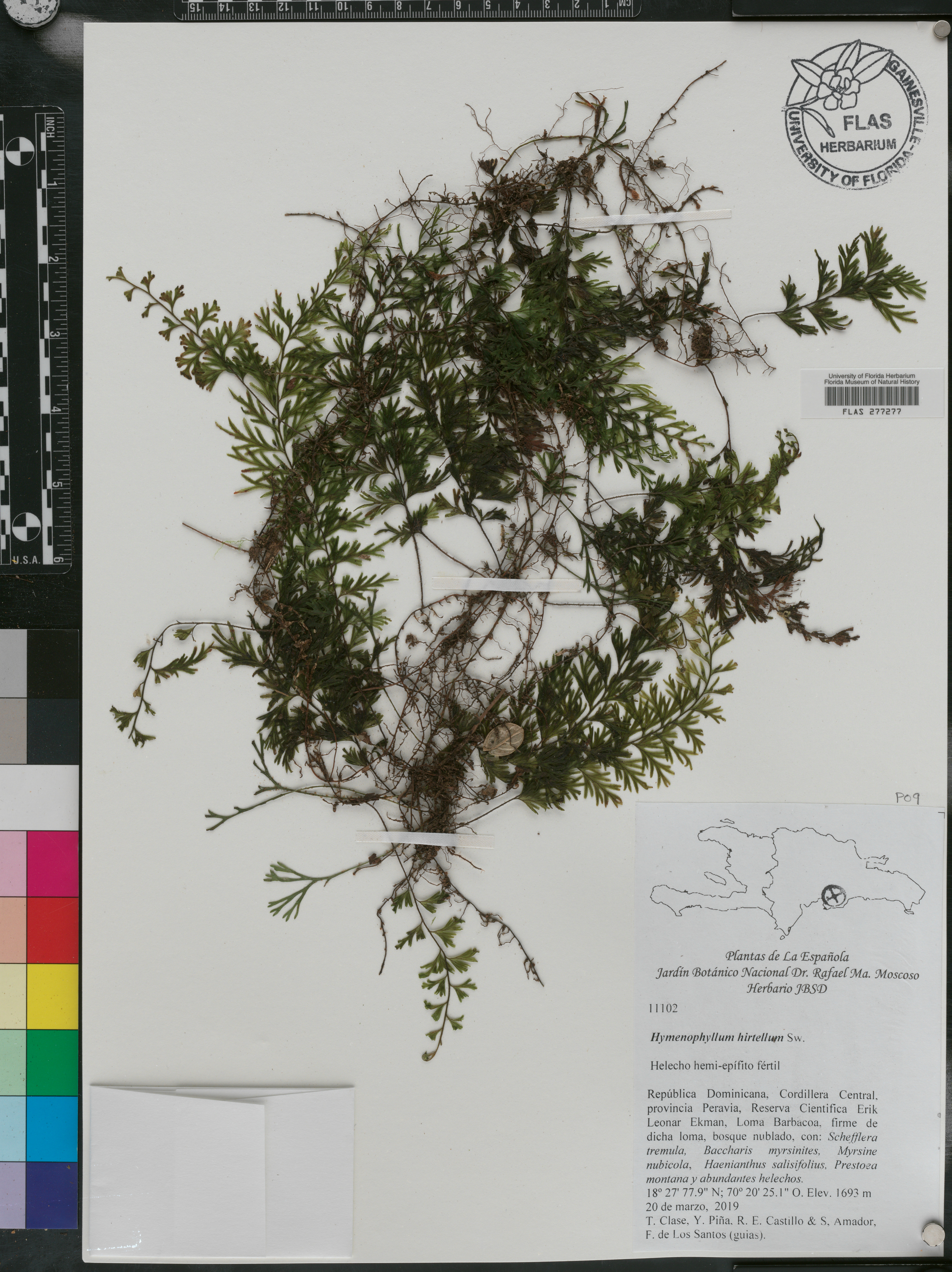 Hymenophyllum hirtellum image