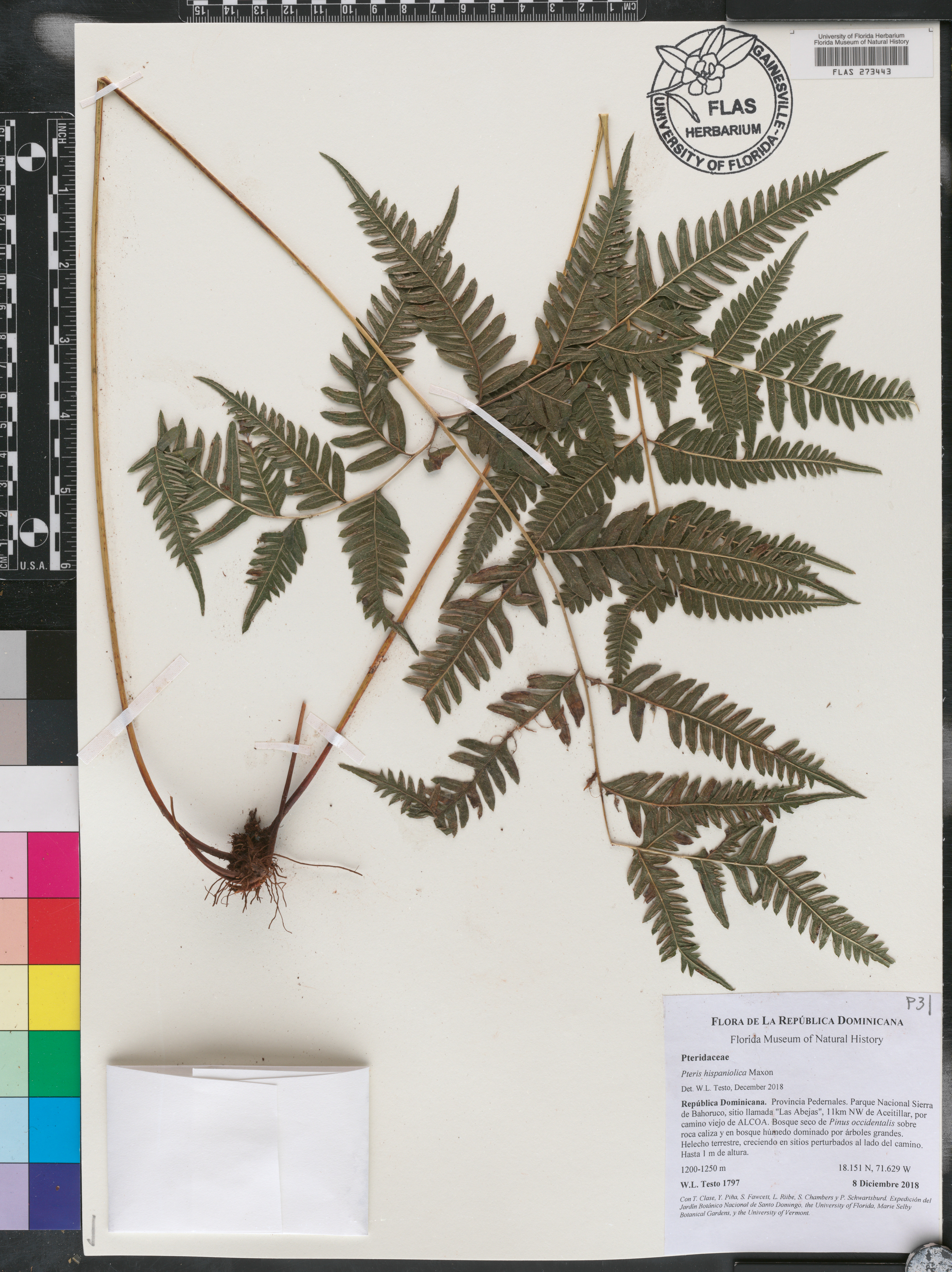 Pteris hispaniolica image