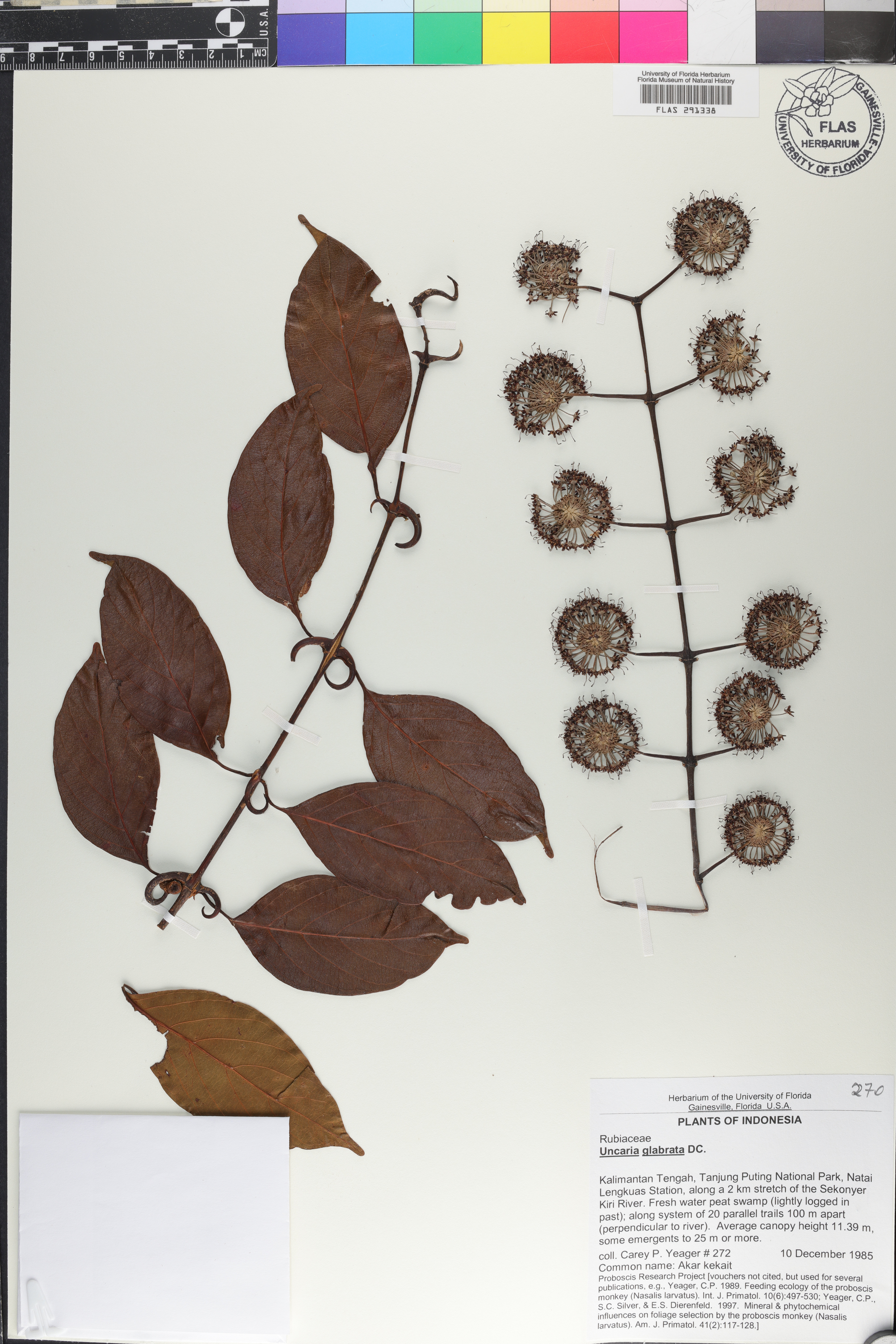 Uncaria glabrata image