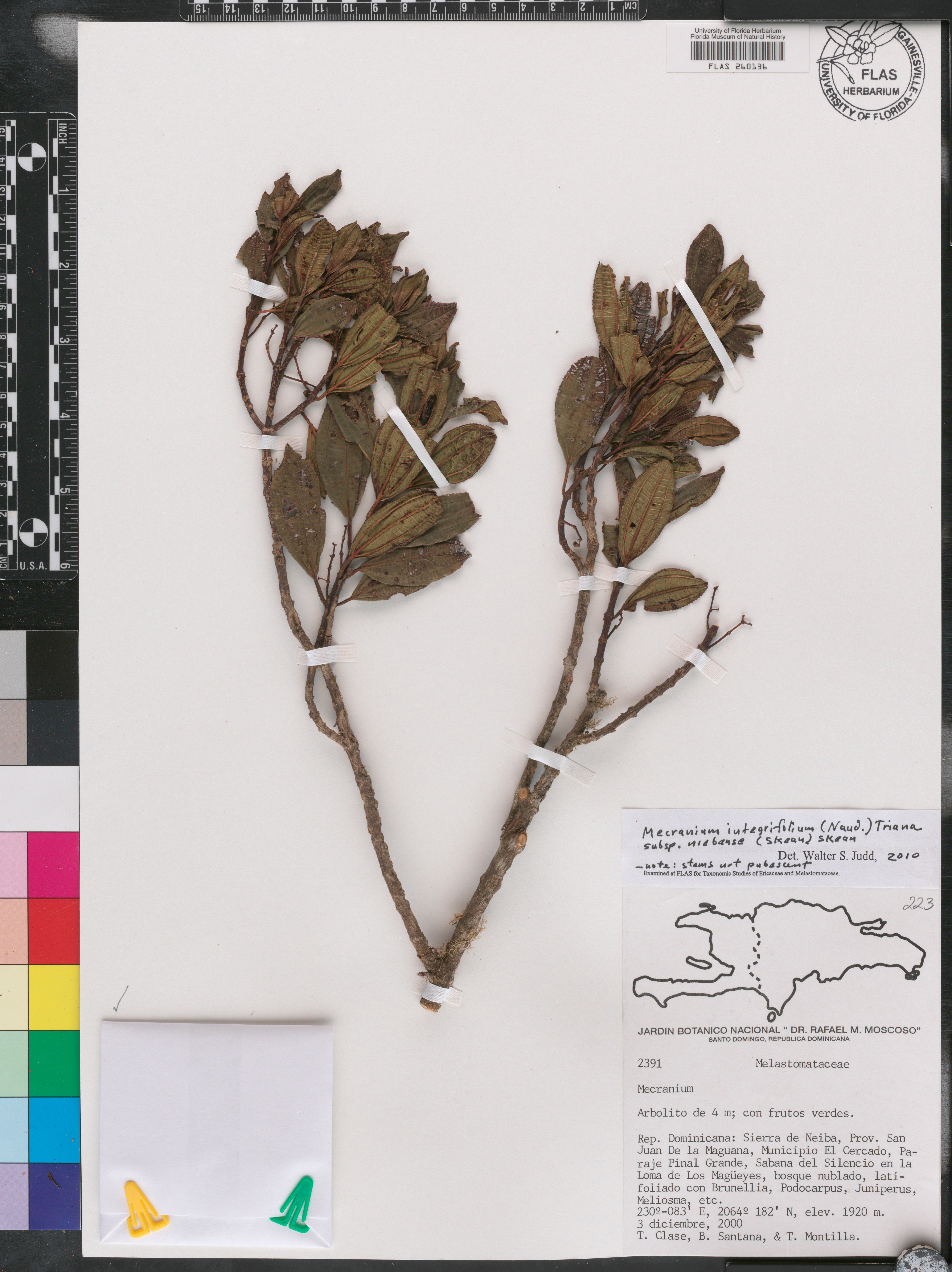 Mecranium integrifolium subsp. neibense image