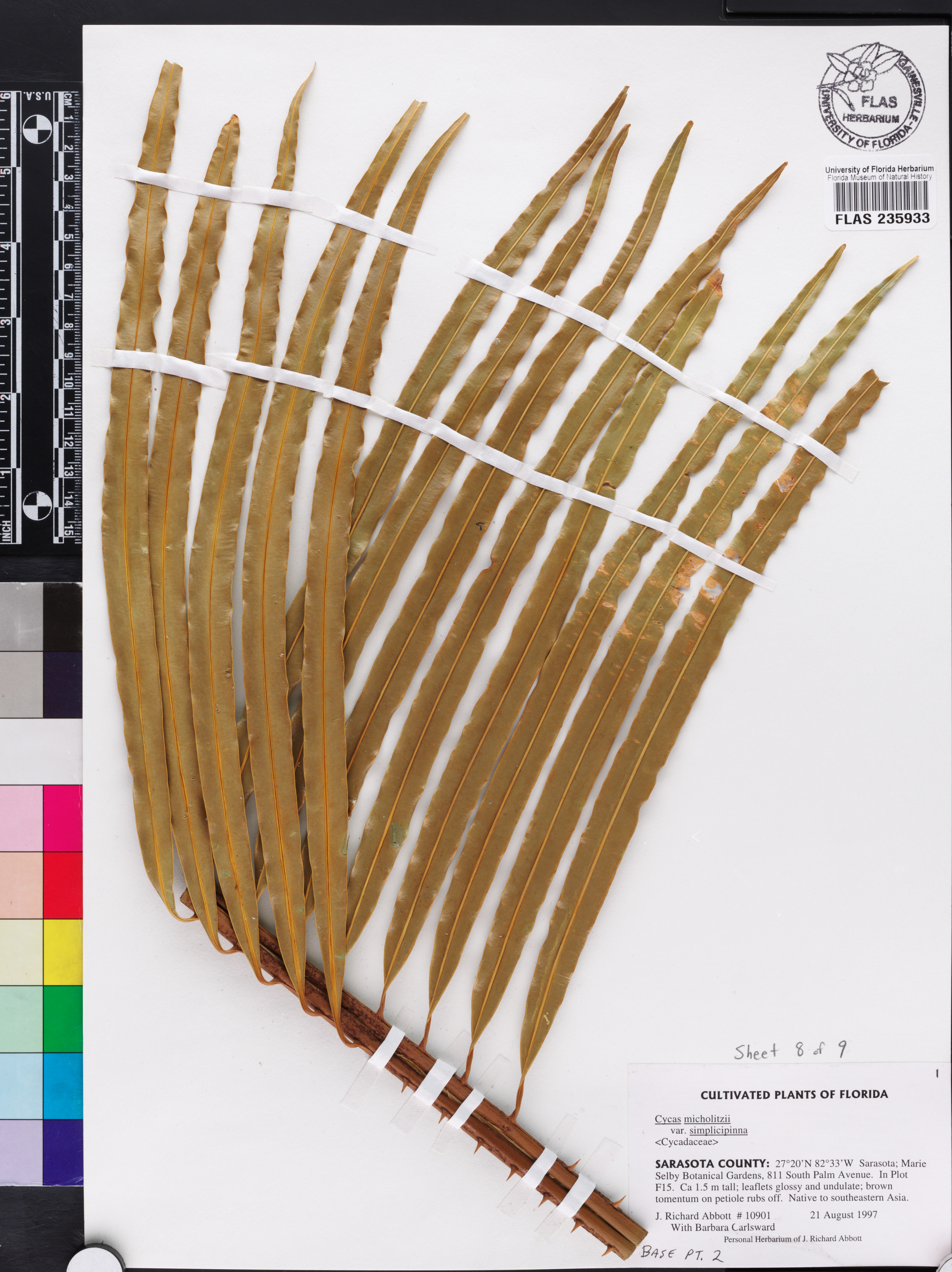 Cycas simplicipinna image