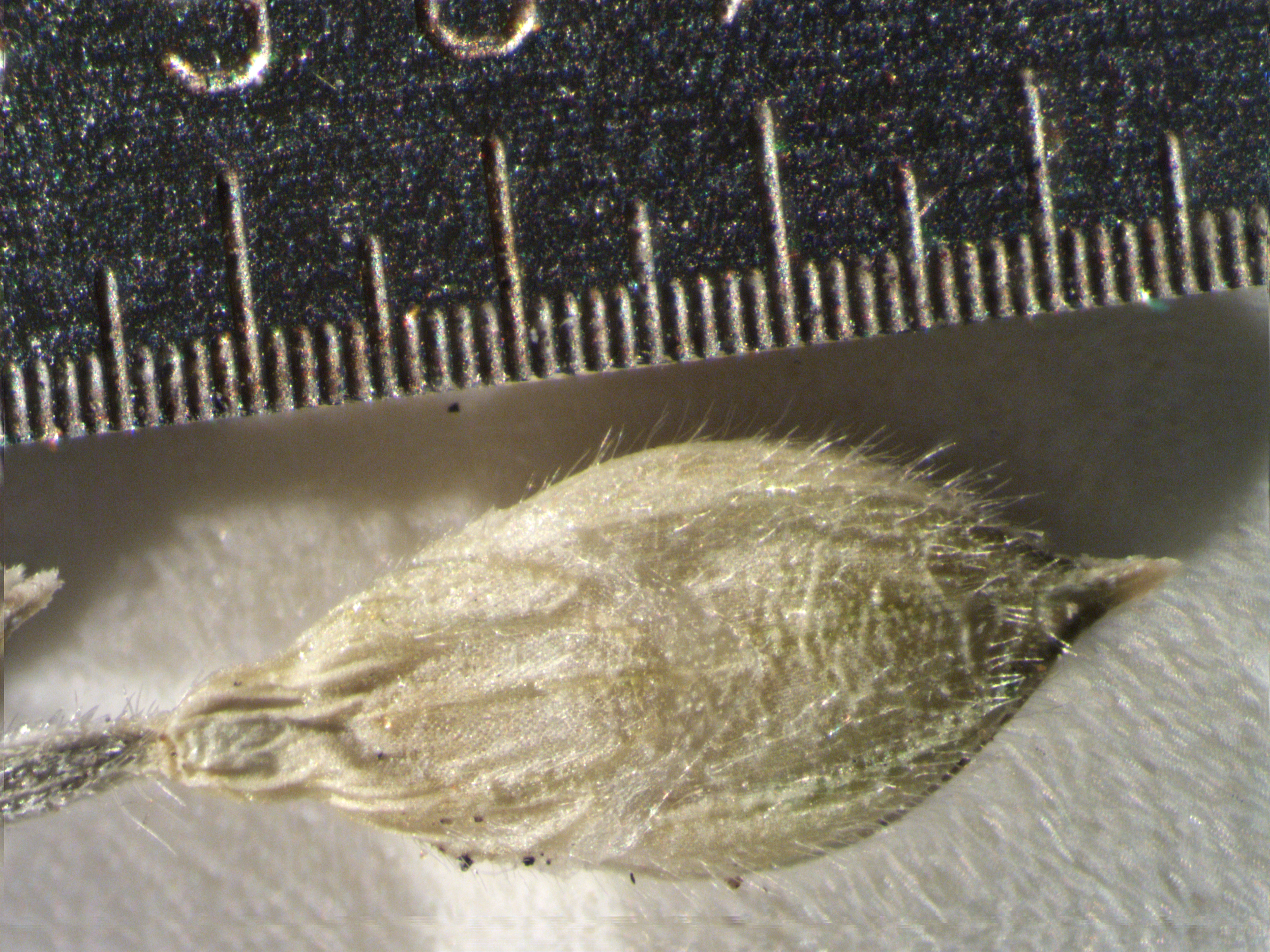 Urochloa deflexa image