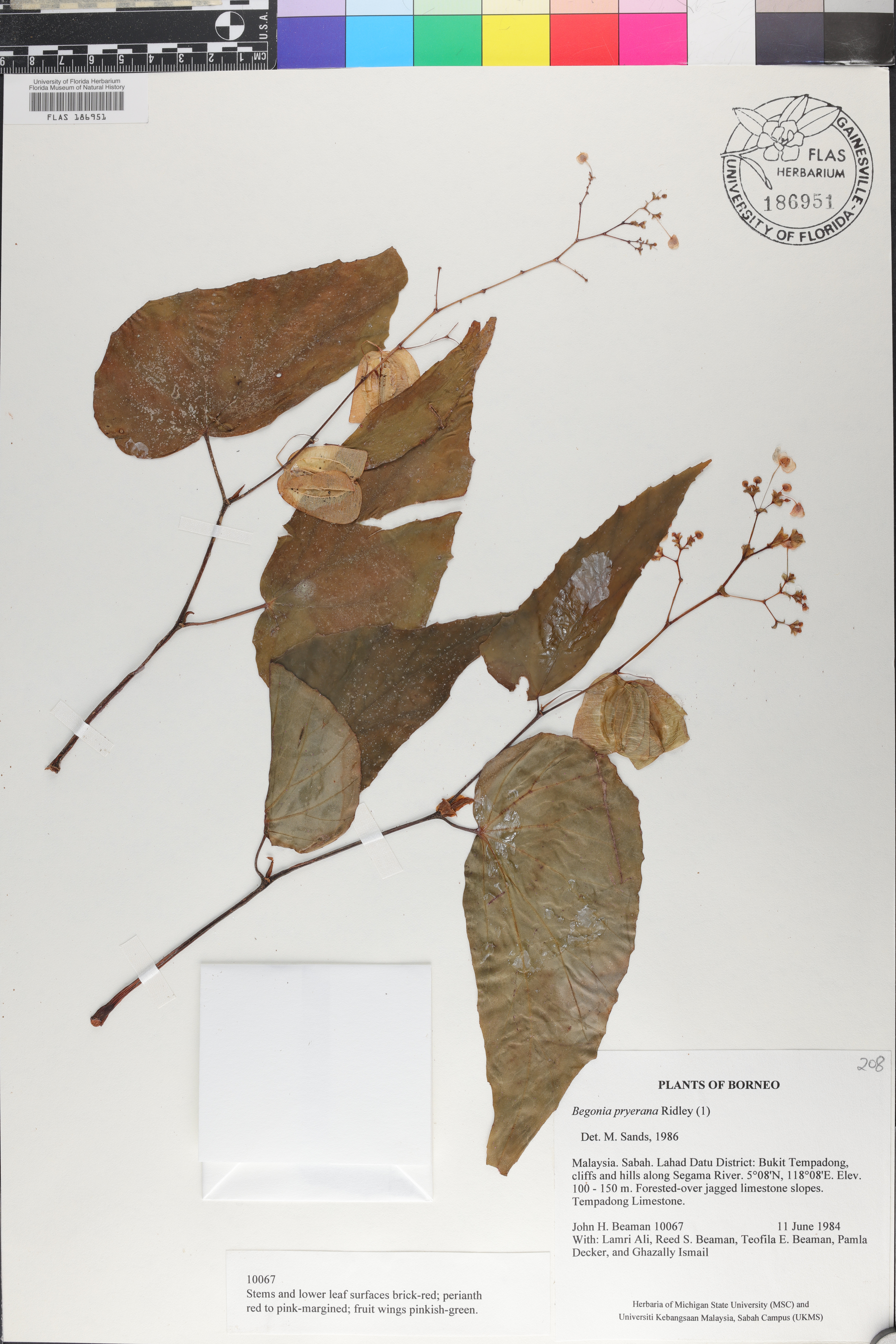 Begonia pryeriana image