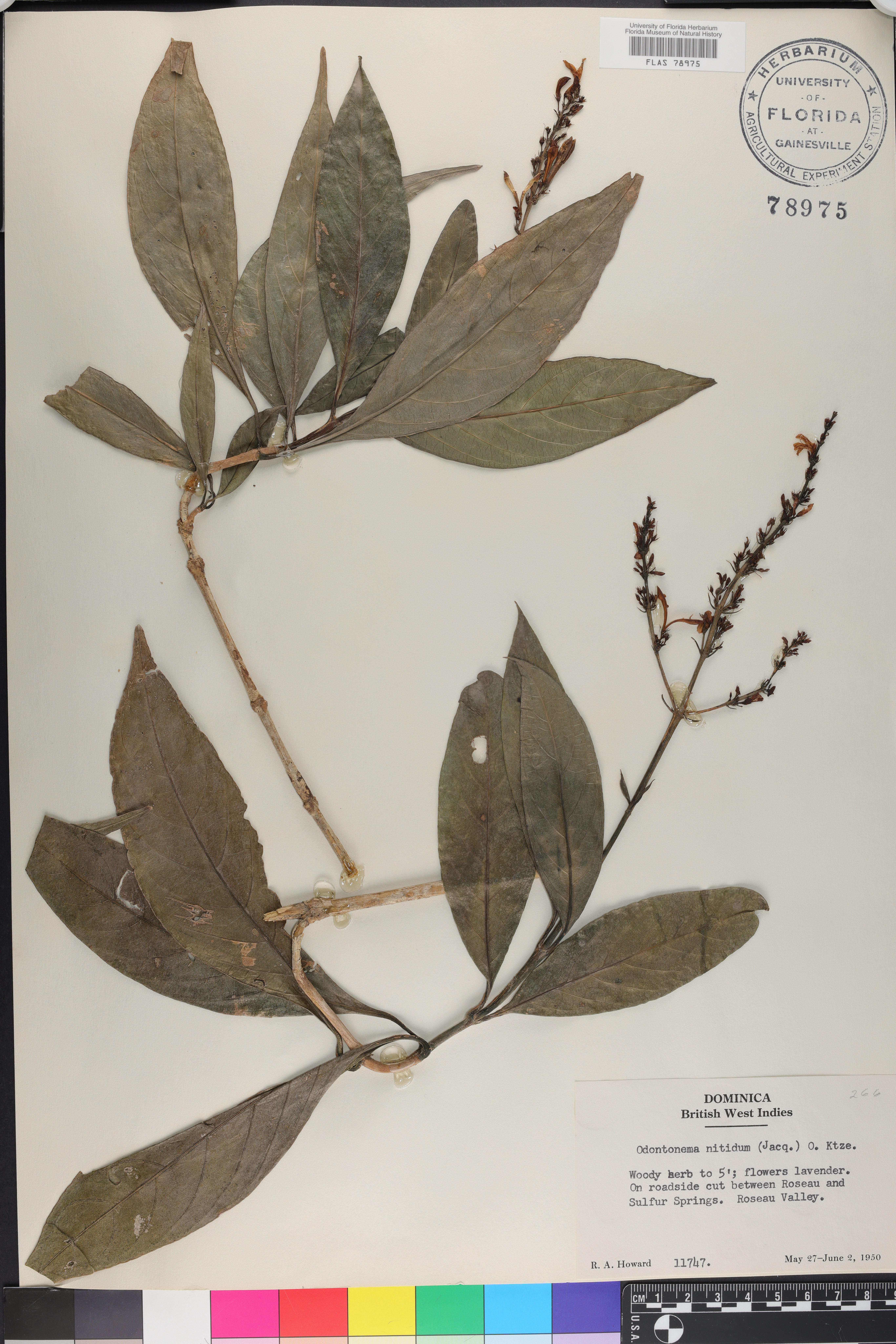 Odontonema nitidum image