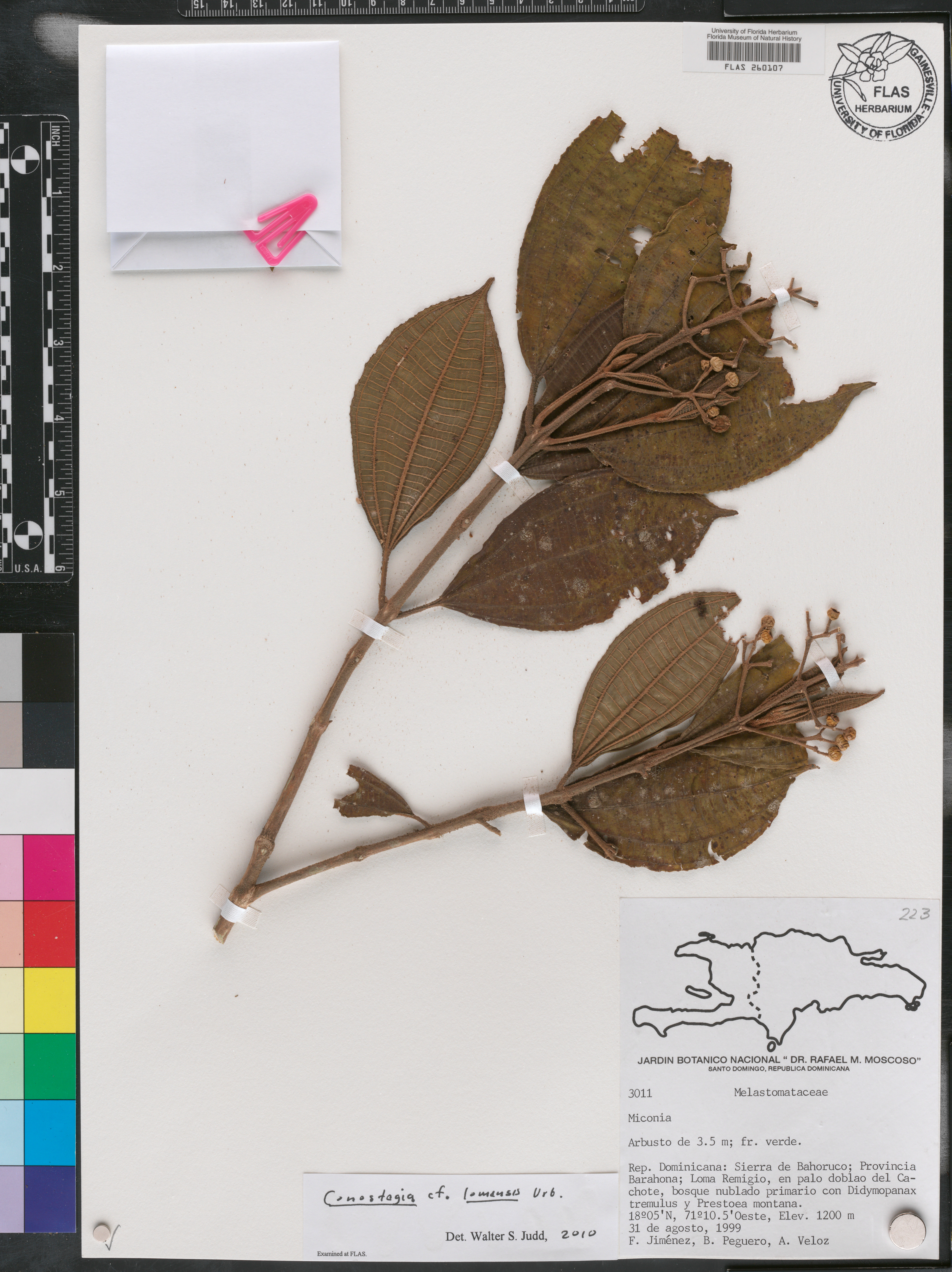 Conostegia lindenii image