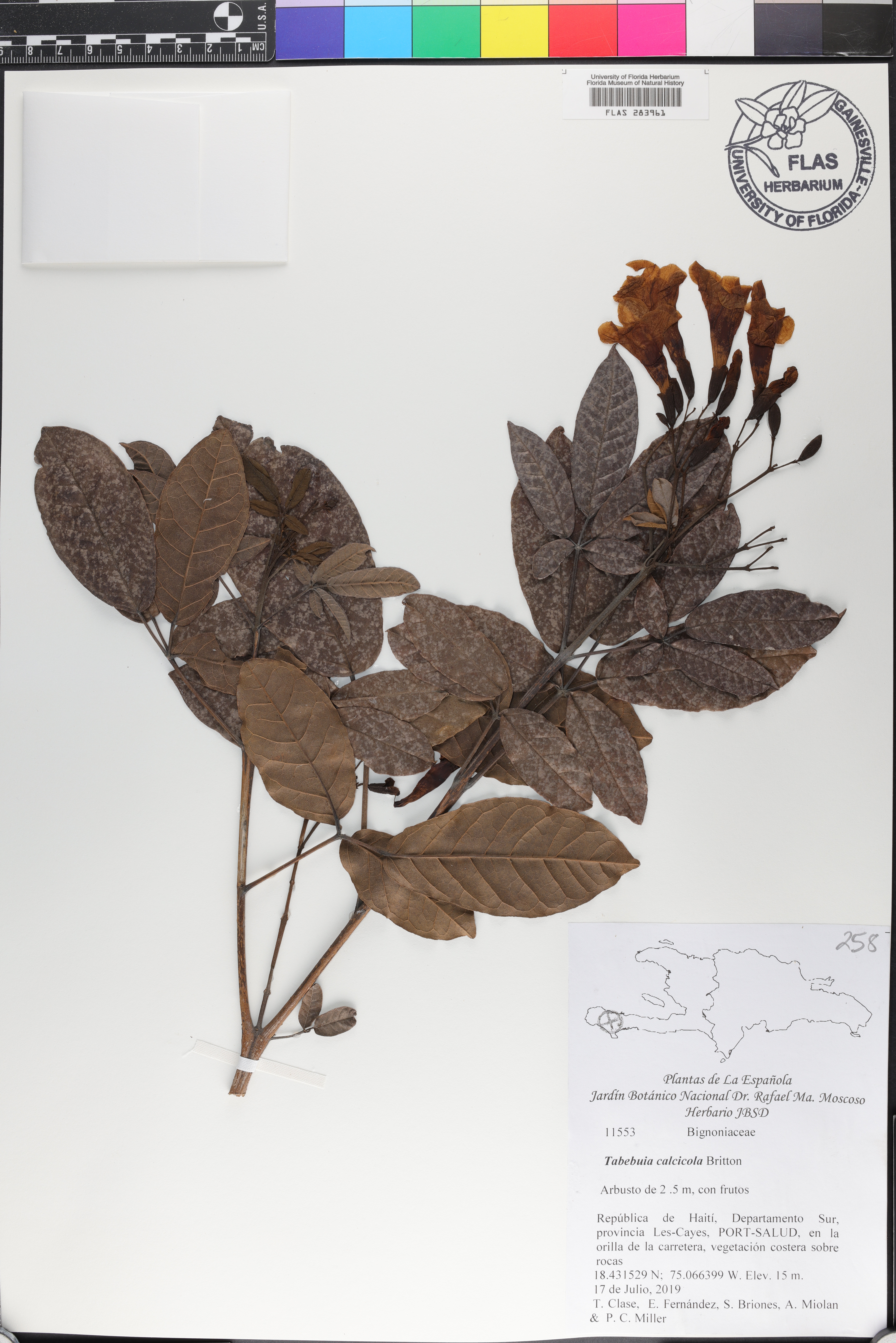 Tabebuia calcicola image