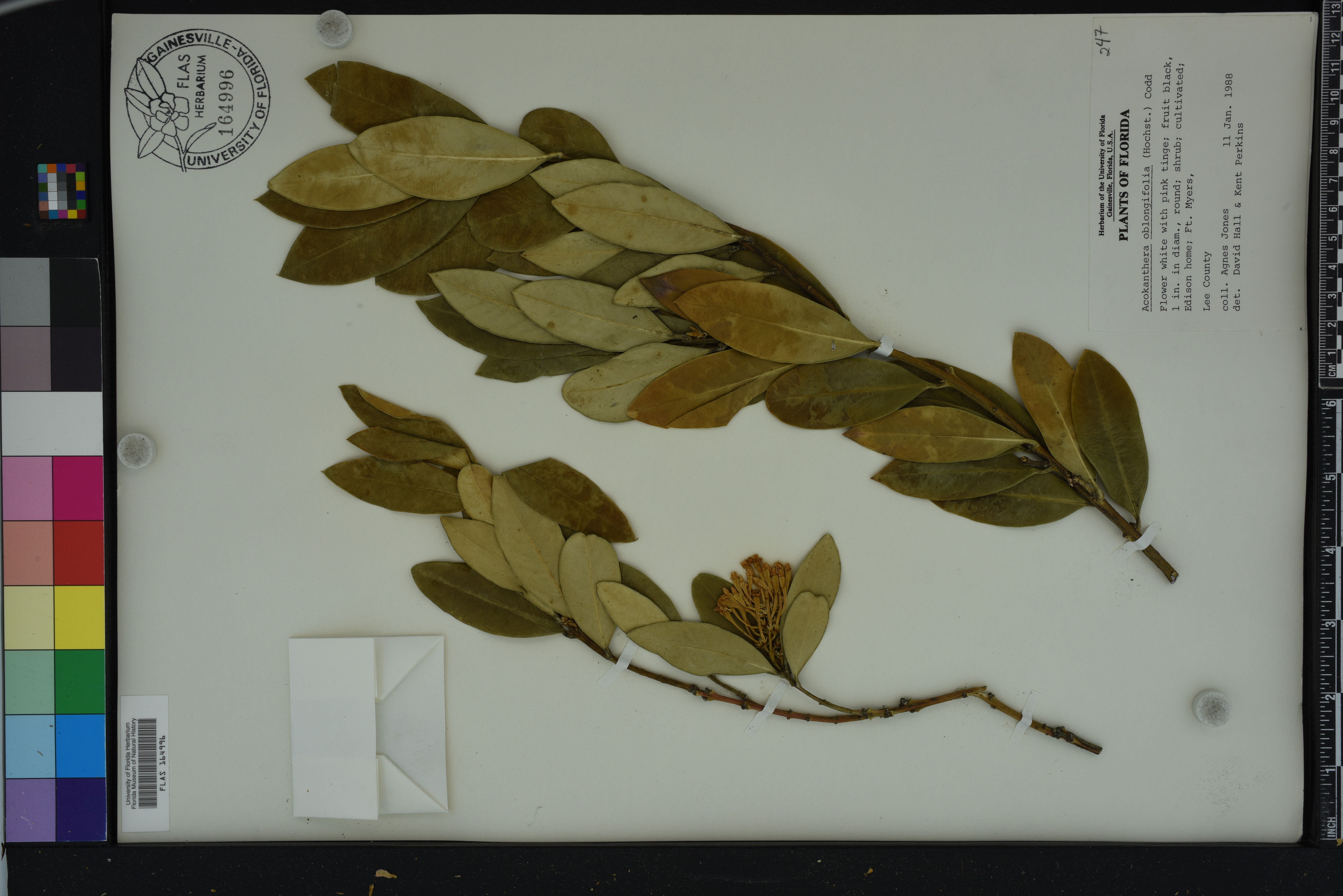Acokanthera oblongifolia image