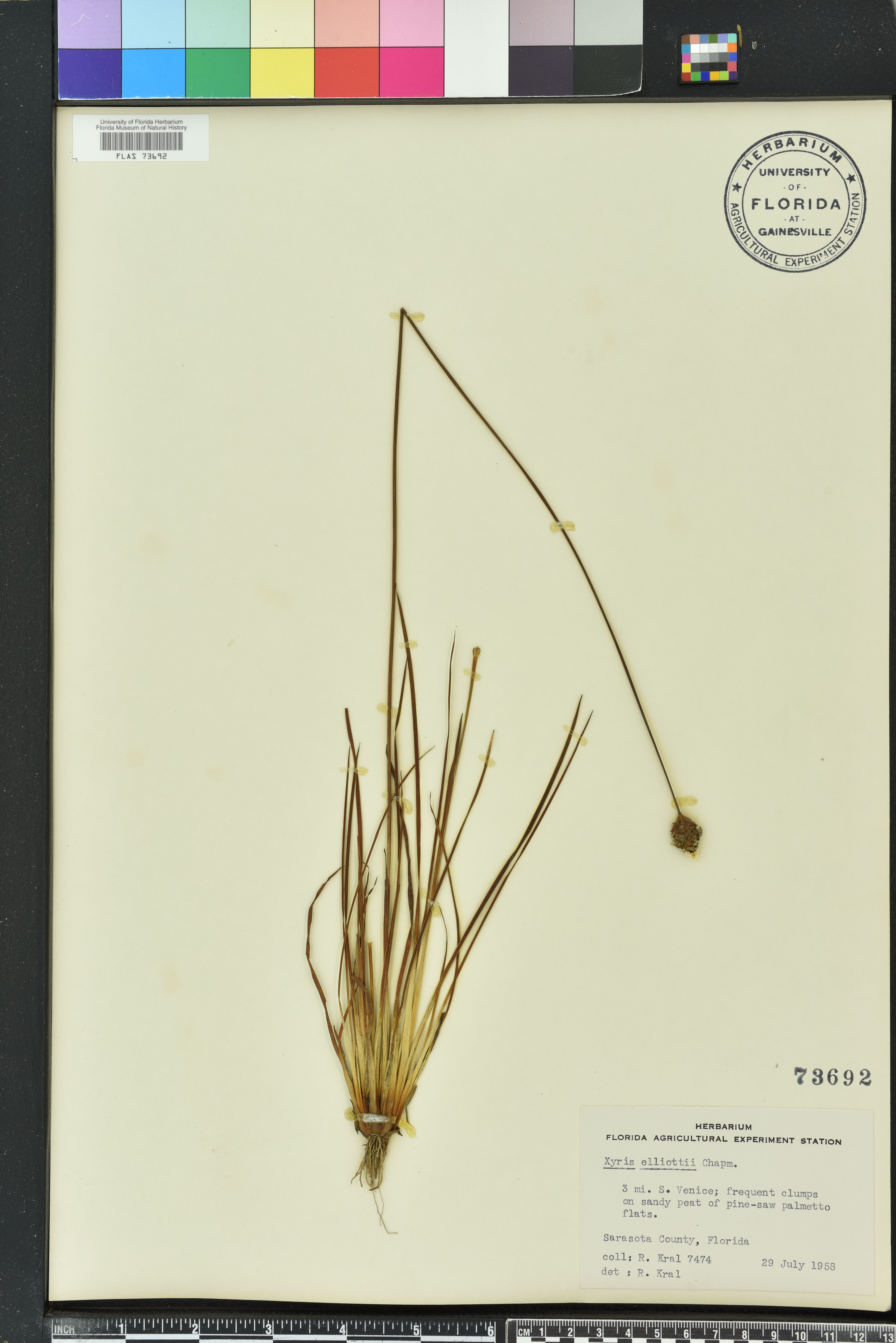 Xyris elliottii image