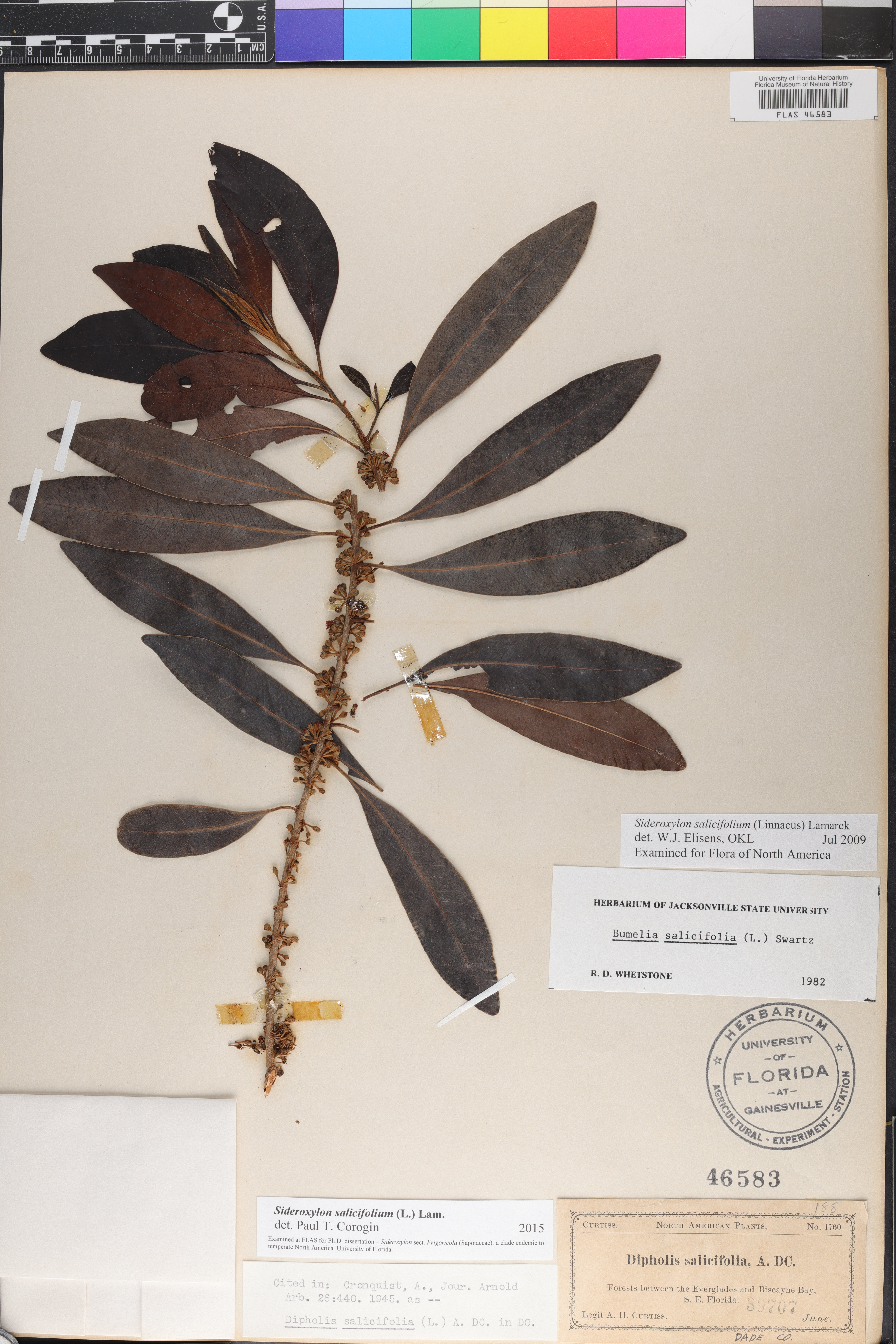 Sideroxylon salicifolium image
