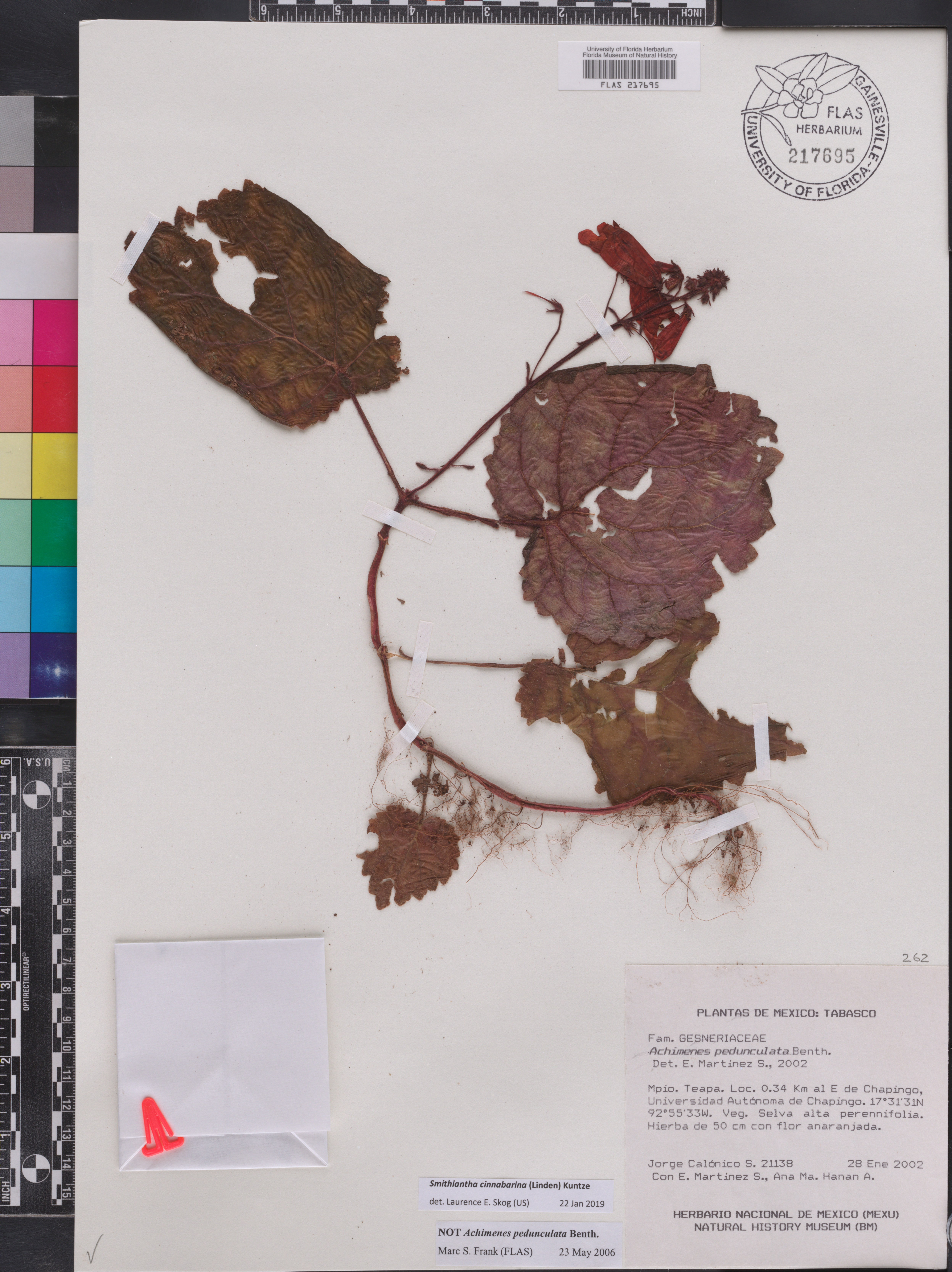 Smithiantha cinnibarina image