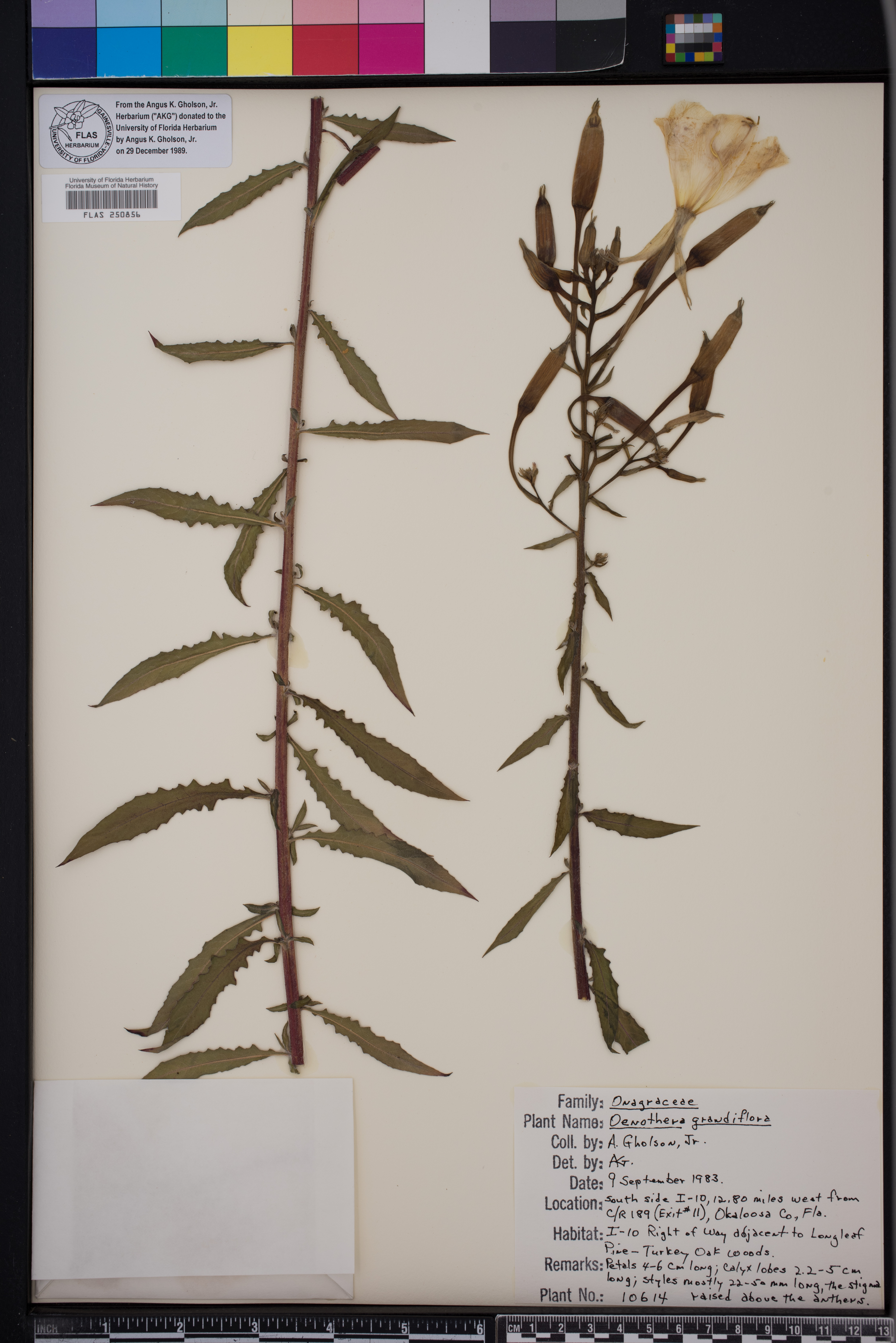 Oenothera grandiflora image