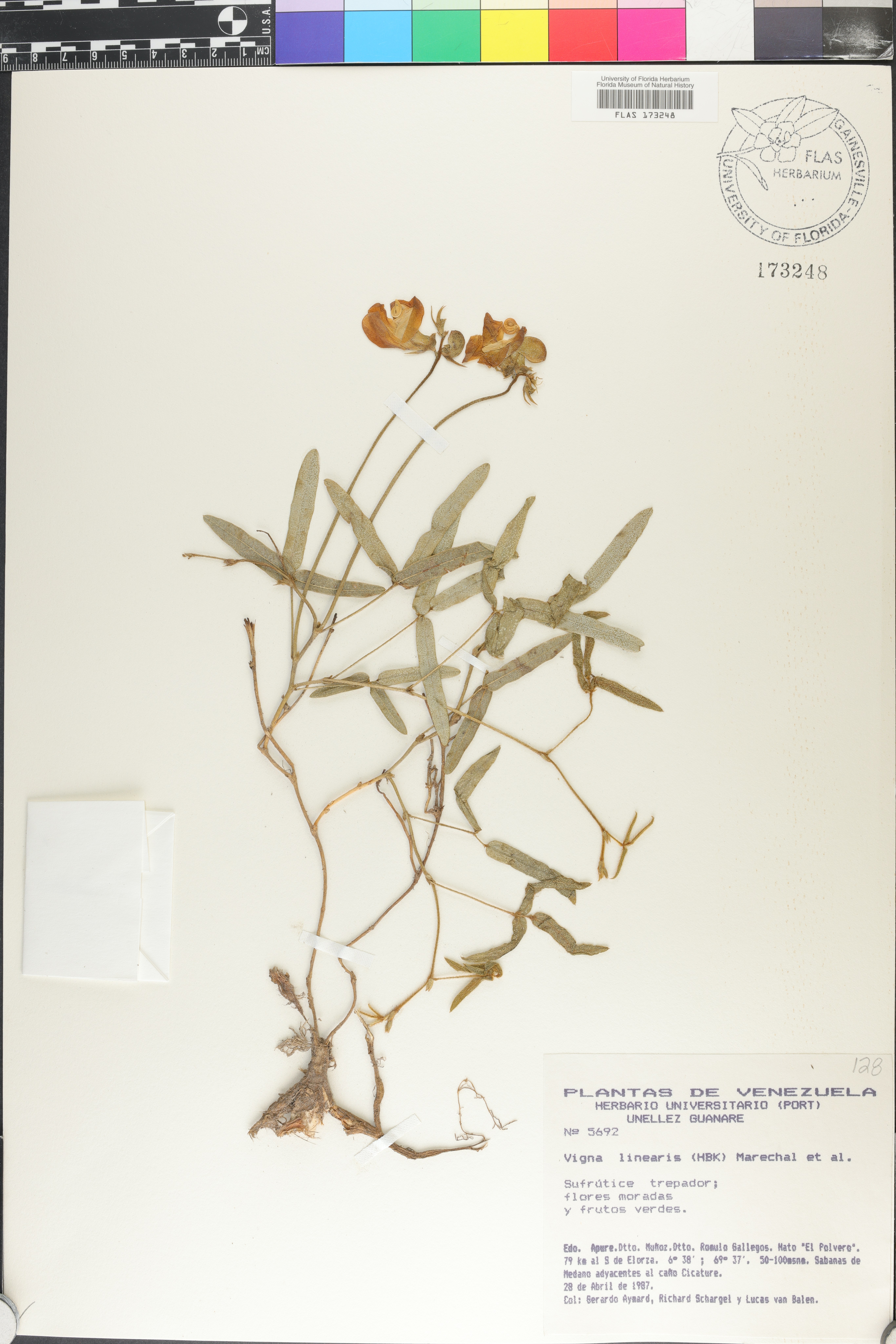 Vigna linearis