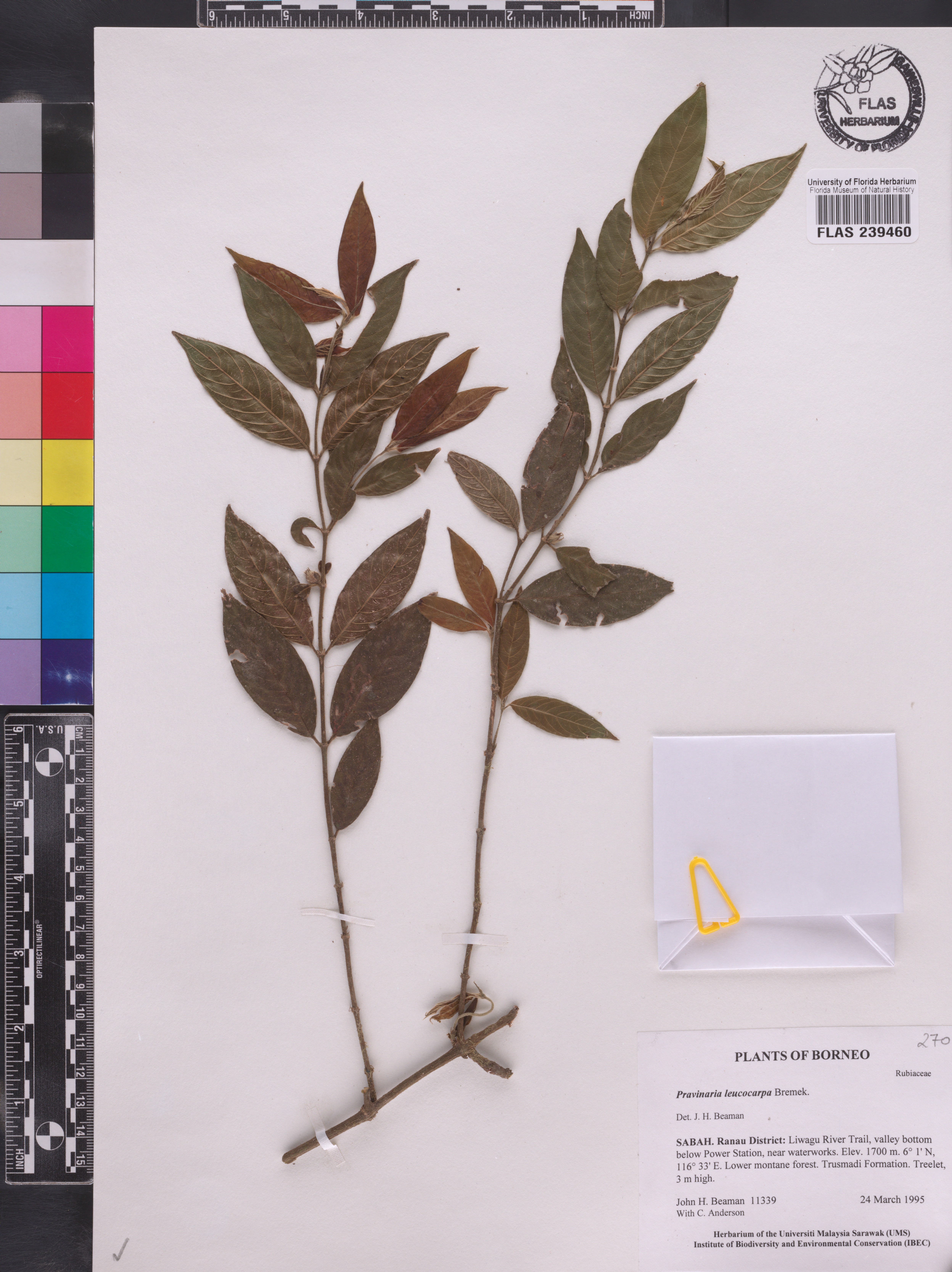 Urophyllum leucocarpum image