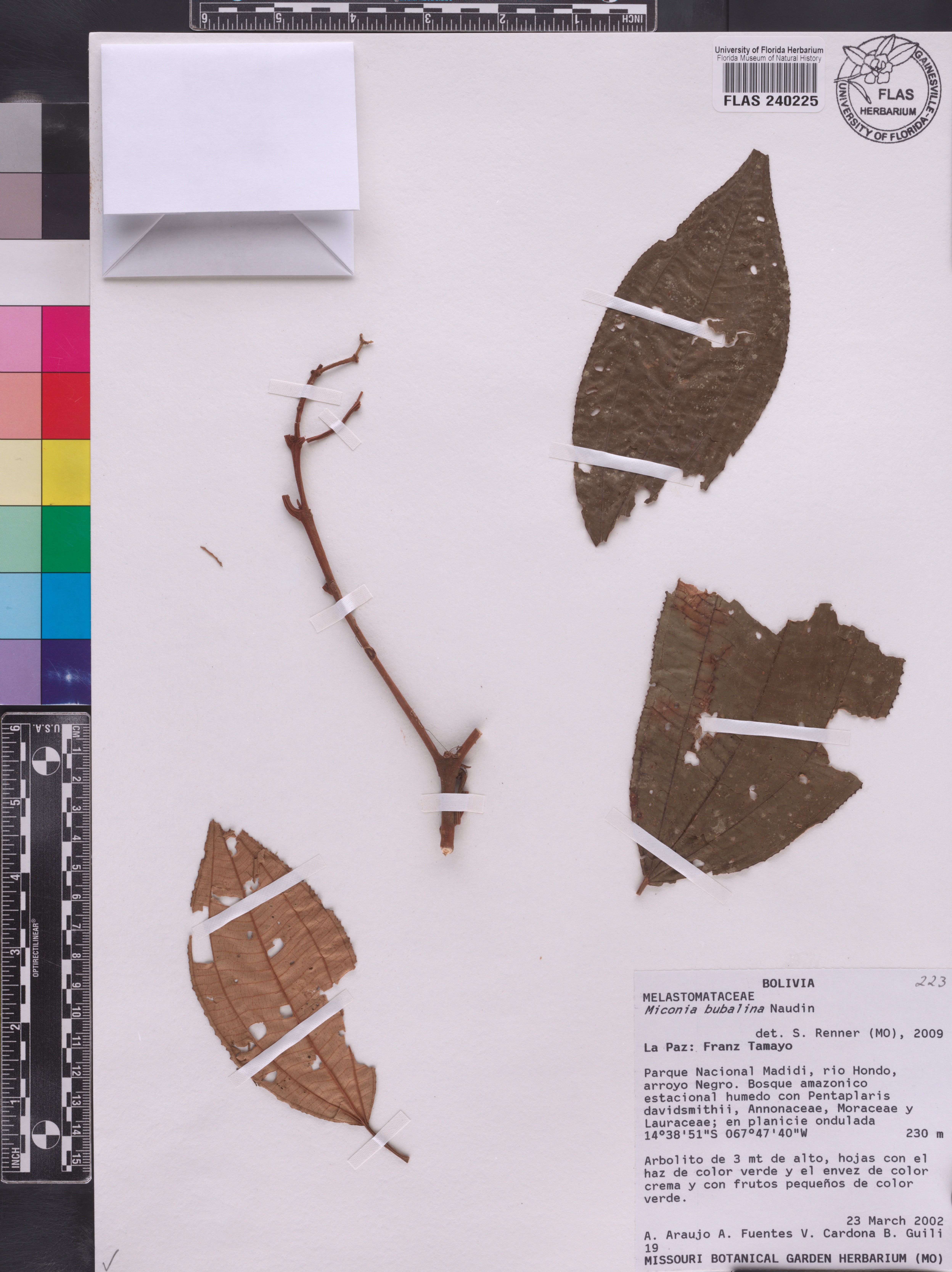Miconia bubalina image