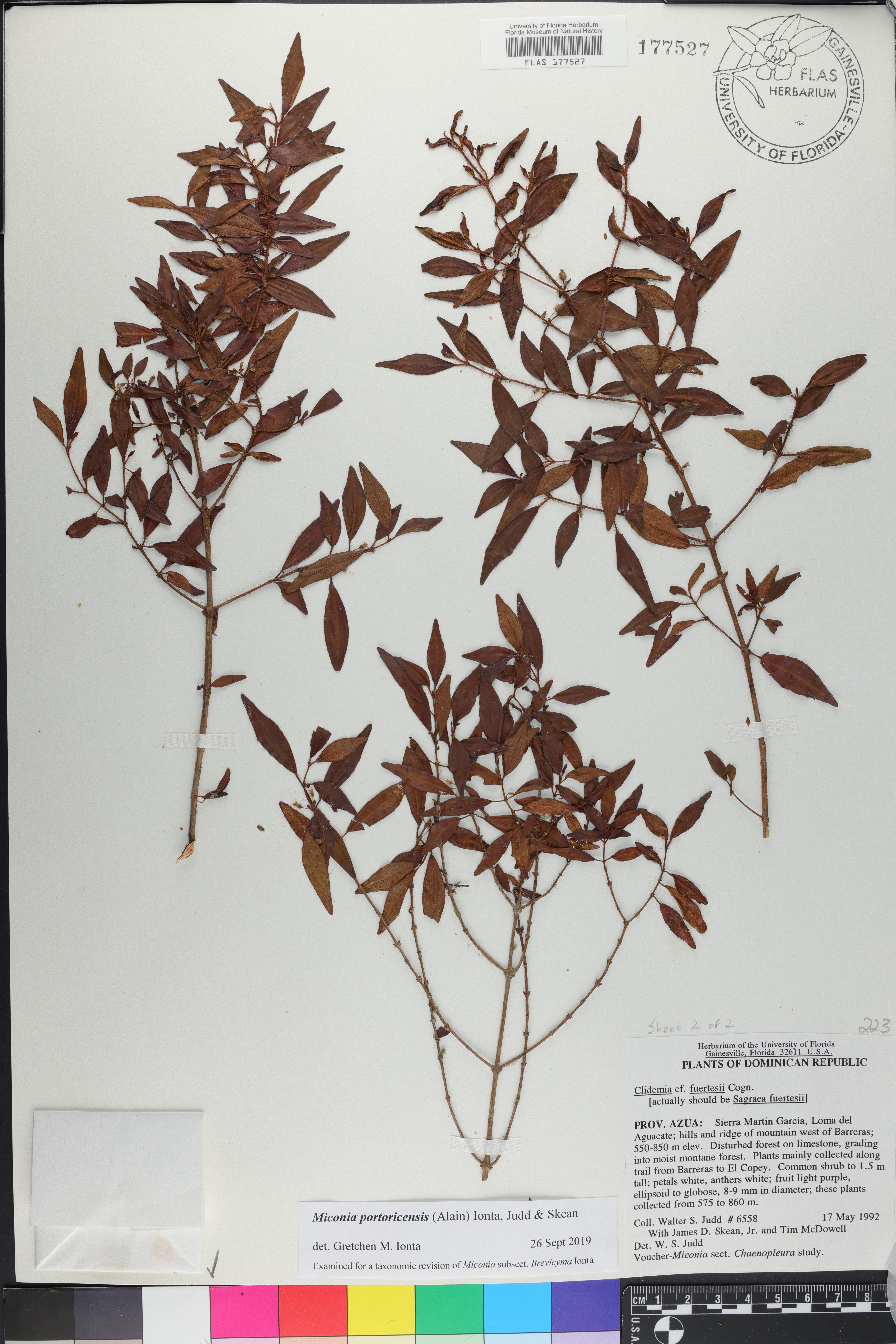 Miconia portoricensis image