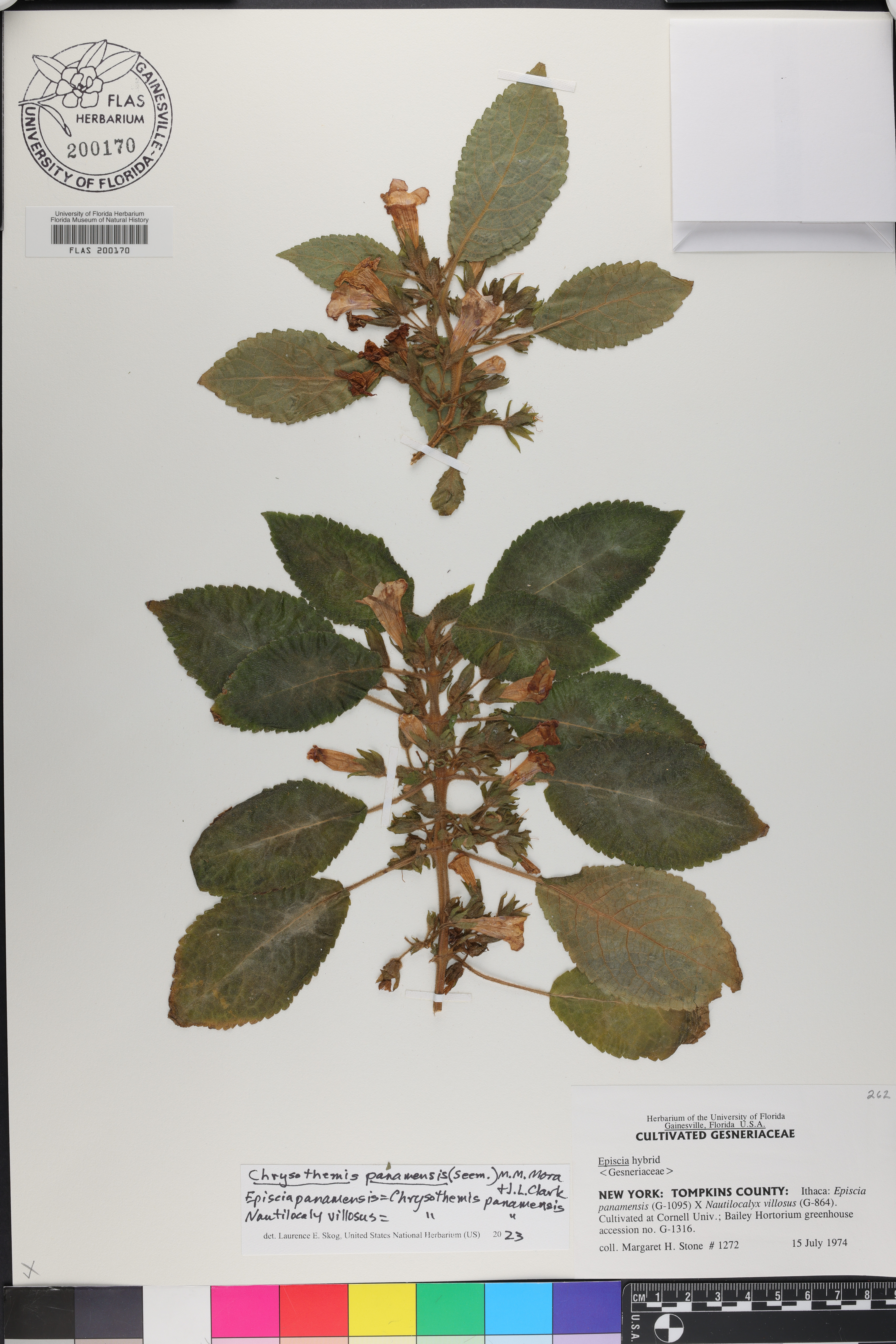 Chrysothemis panamensis image