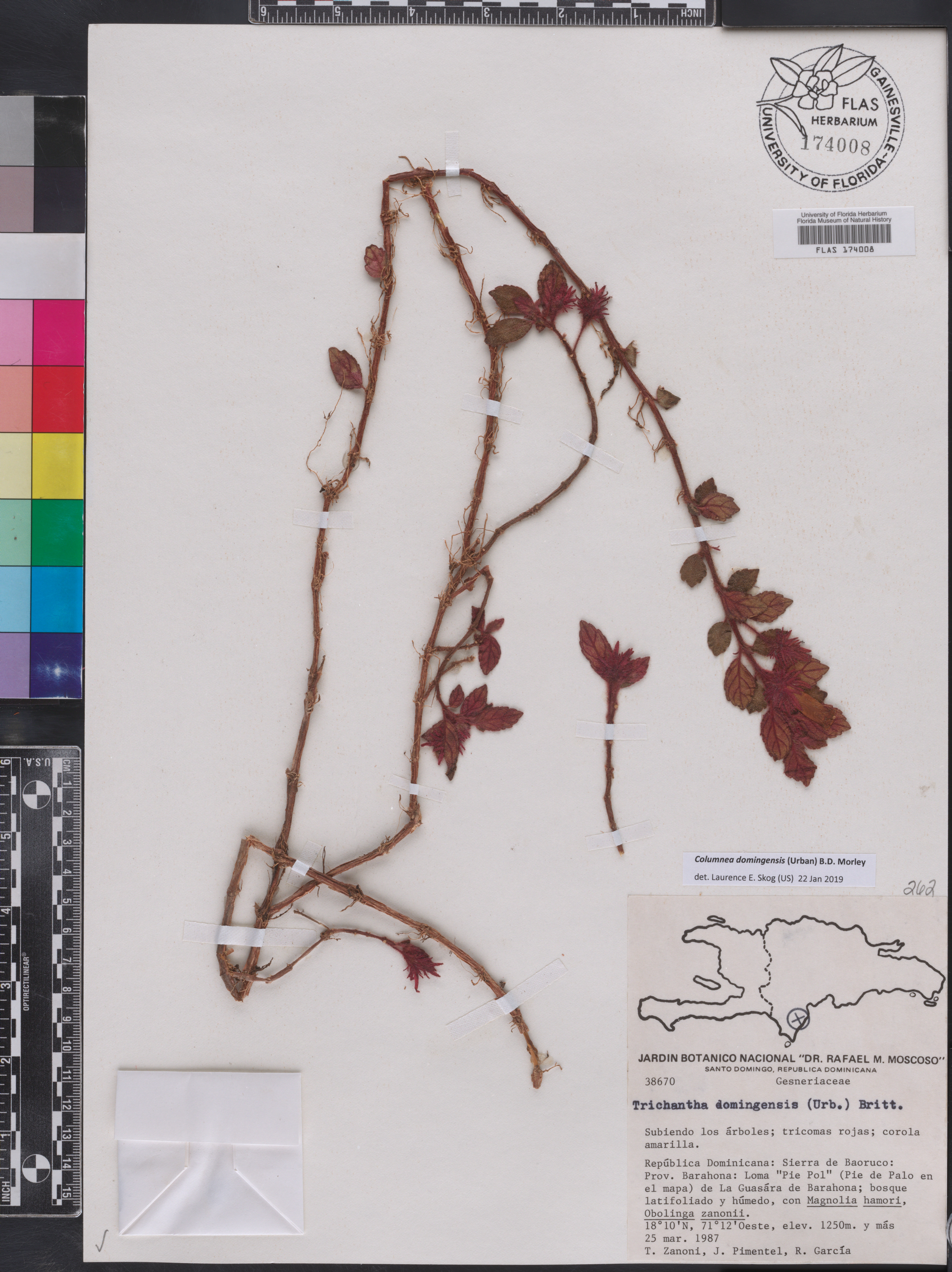 Columnea domingensis image
