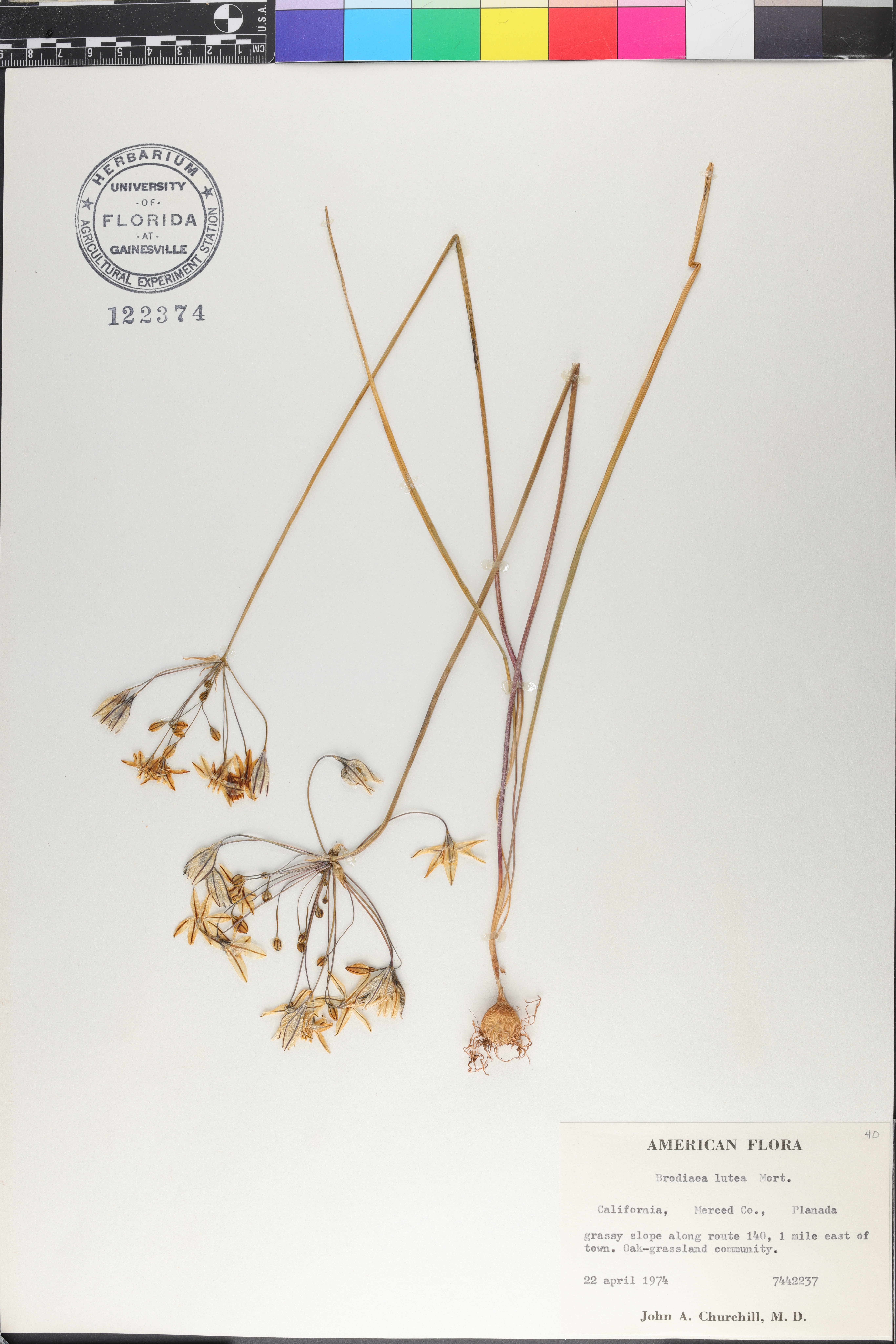 Brodiaea lutea image