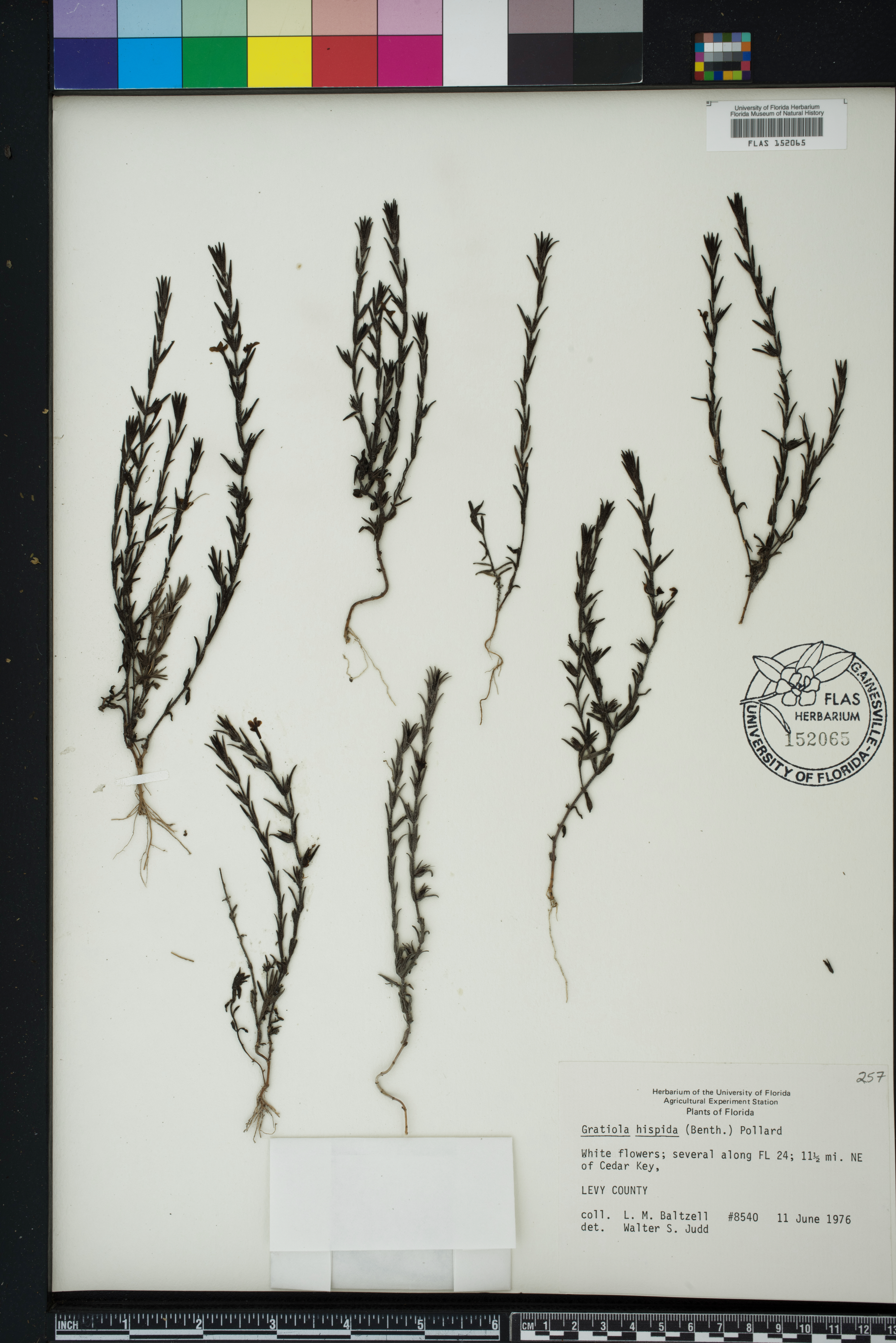 Sophronanthe hispida image