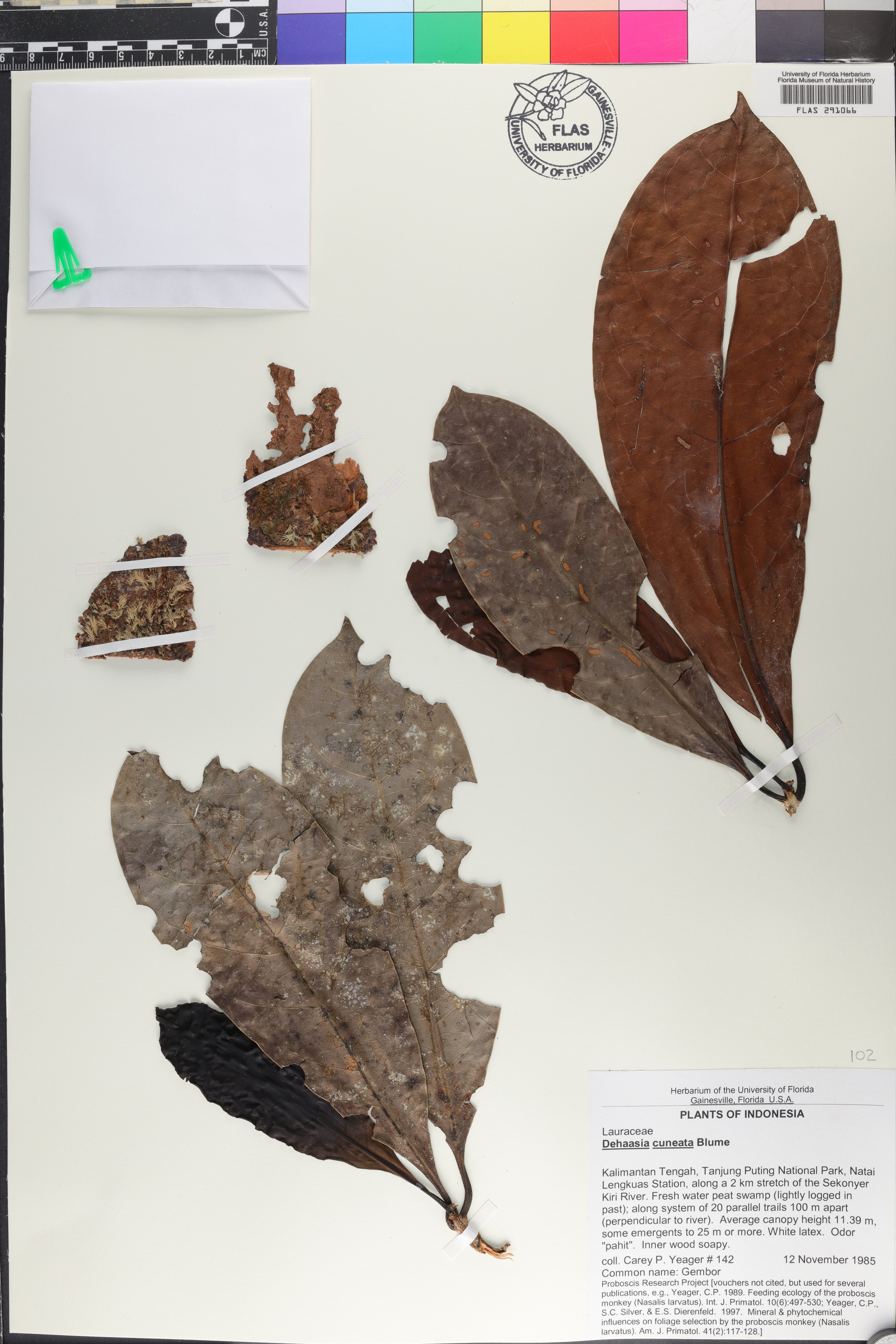 Dehaasia cuneata image