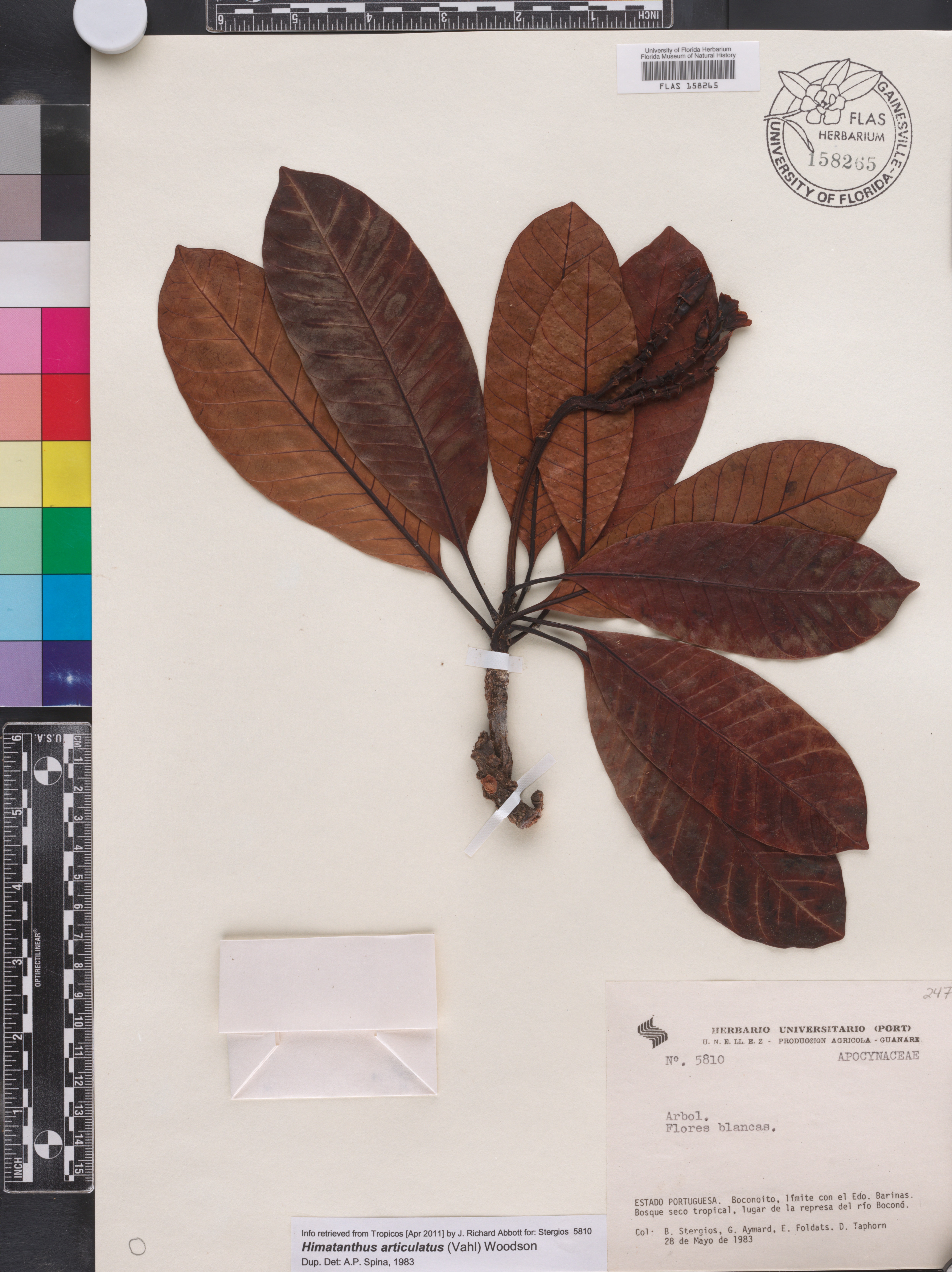 Himatanthus articulatus image