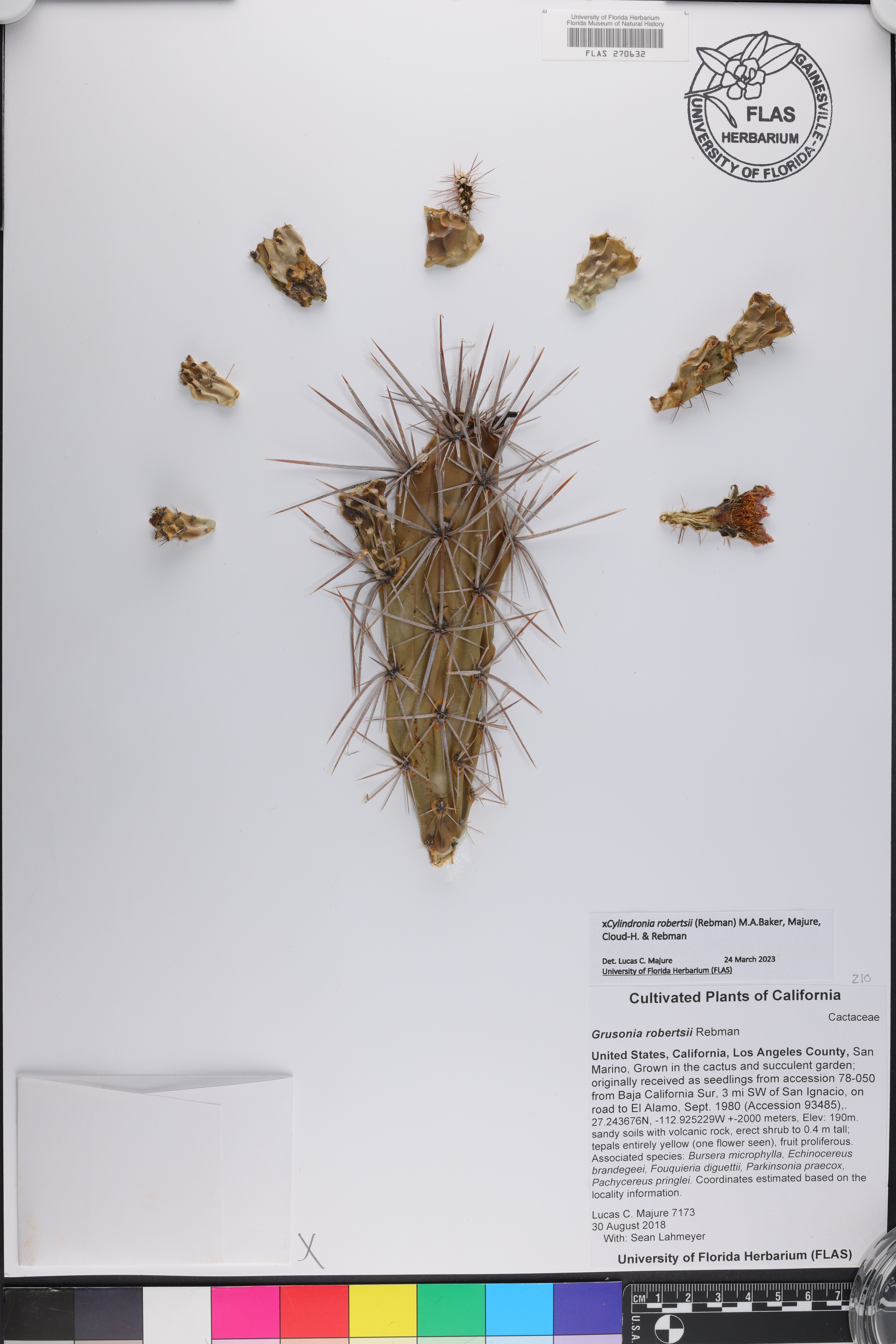 Grusonia robertsii image