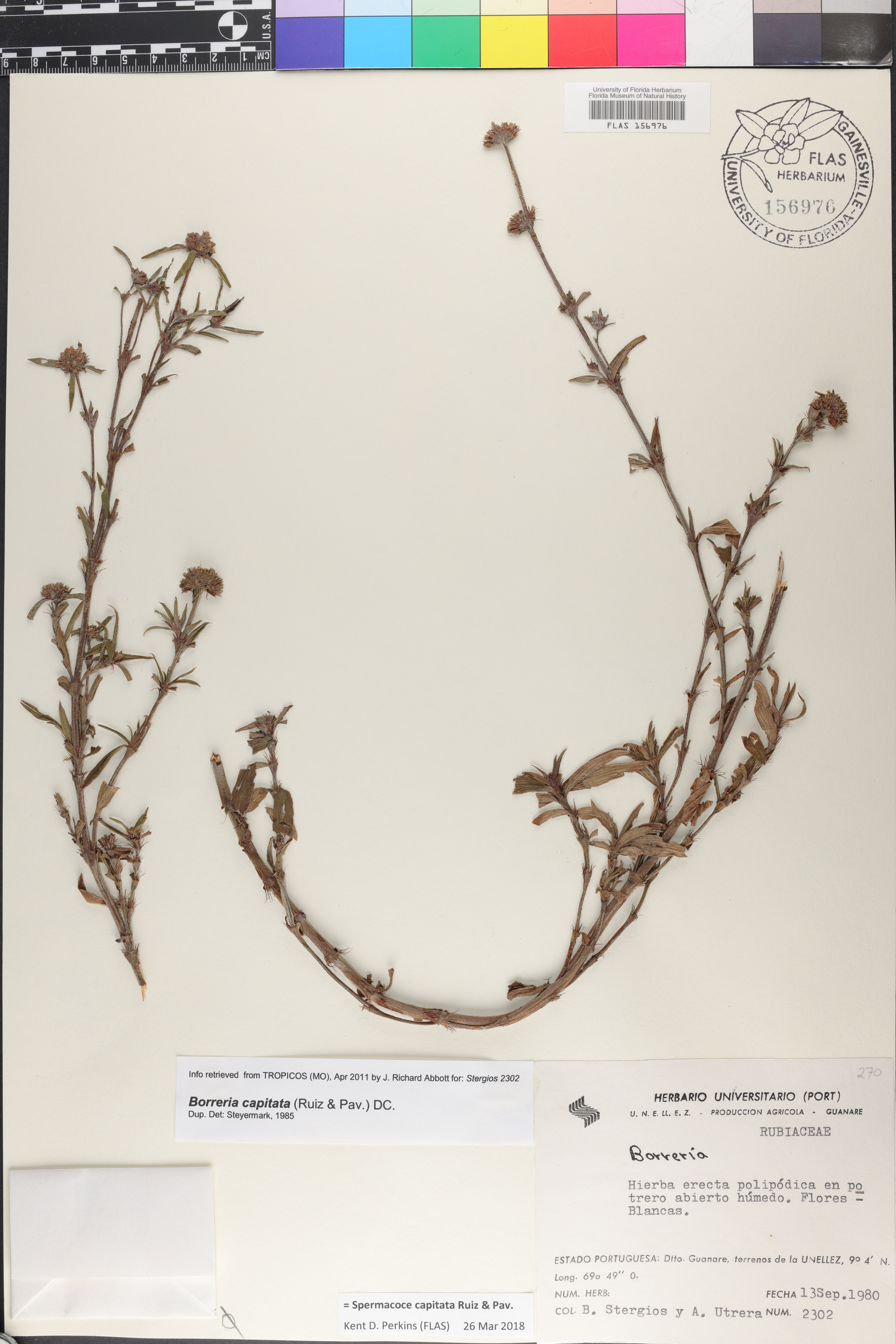 Spermacoce capitata image