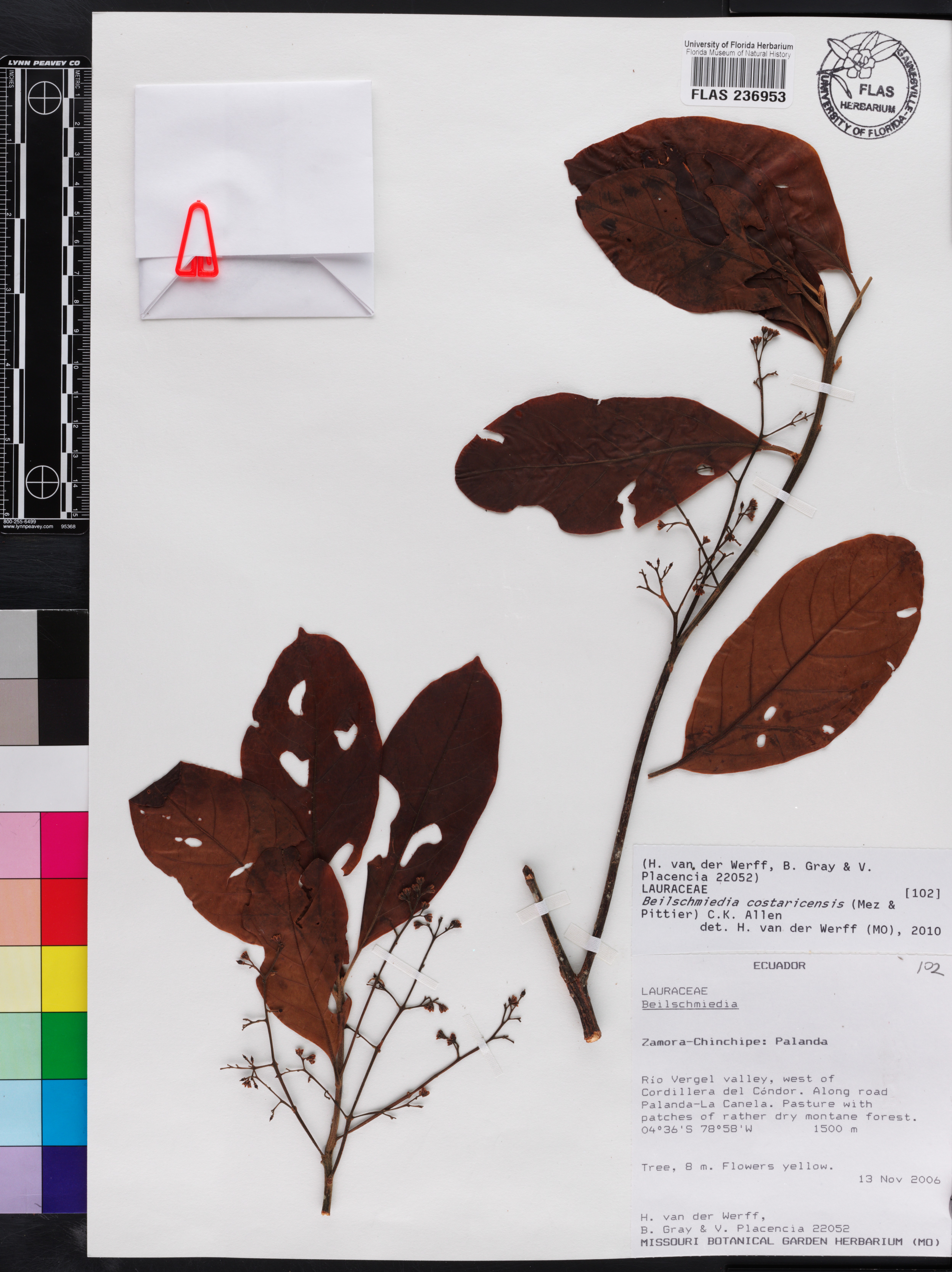 Beilschmiedia costaricensis image
