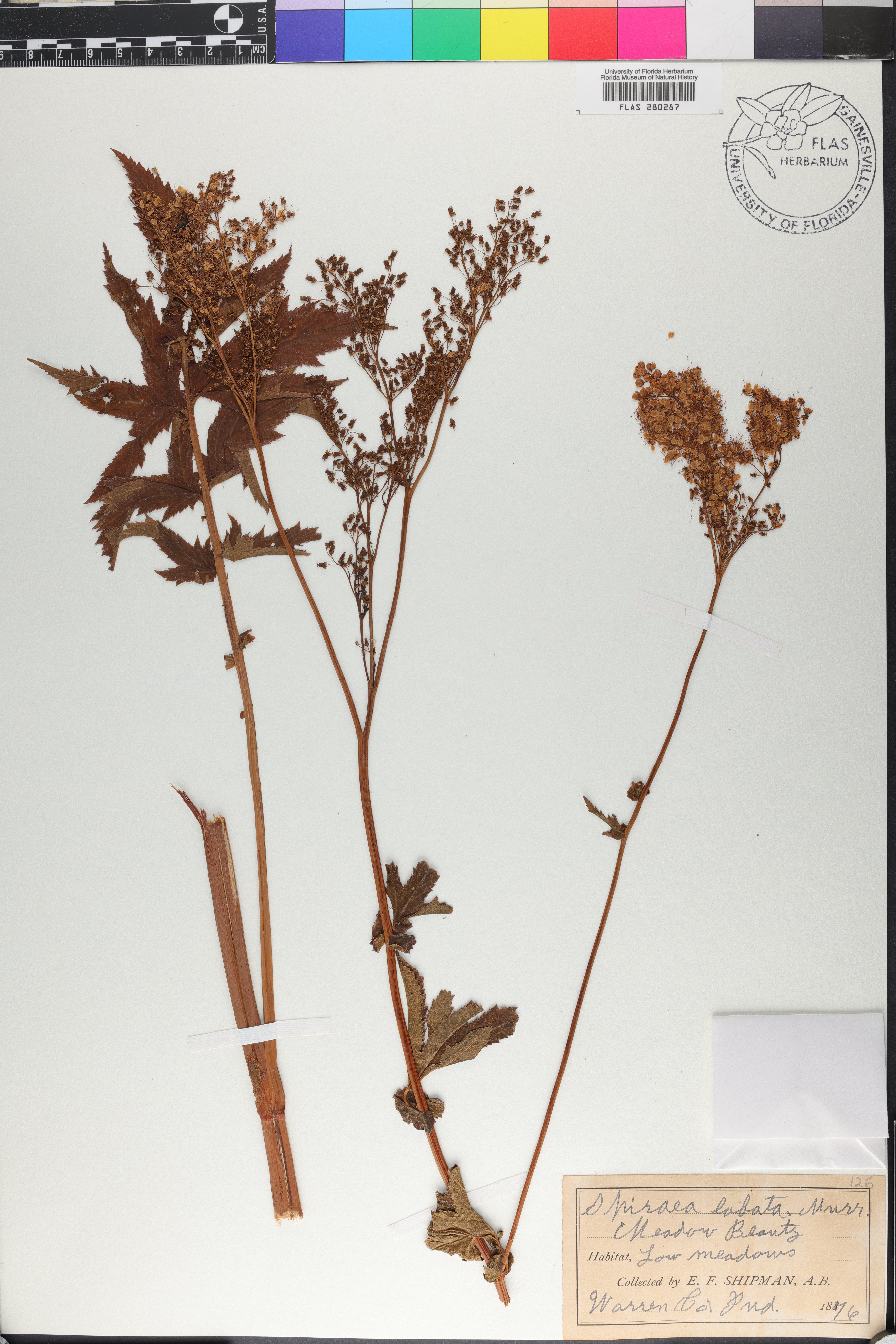 Spiraea lobata image