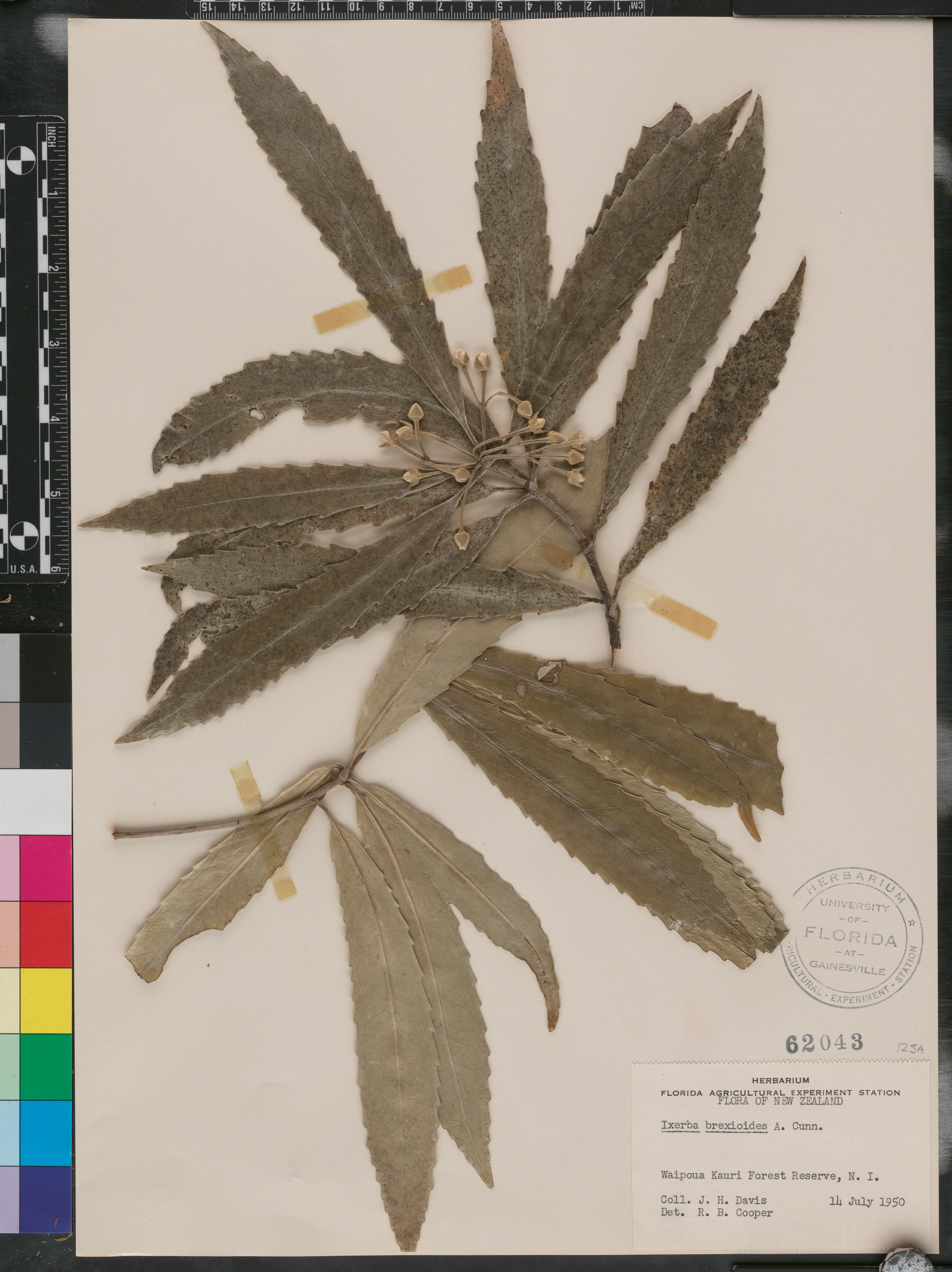 Ixerba image