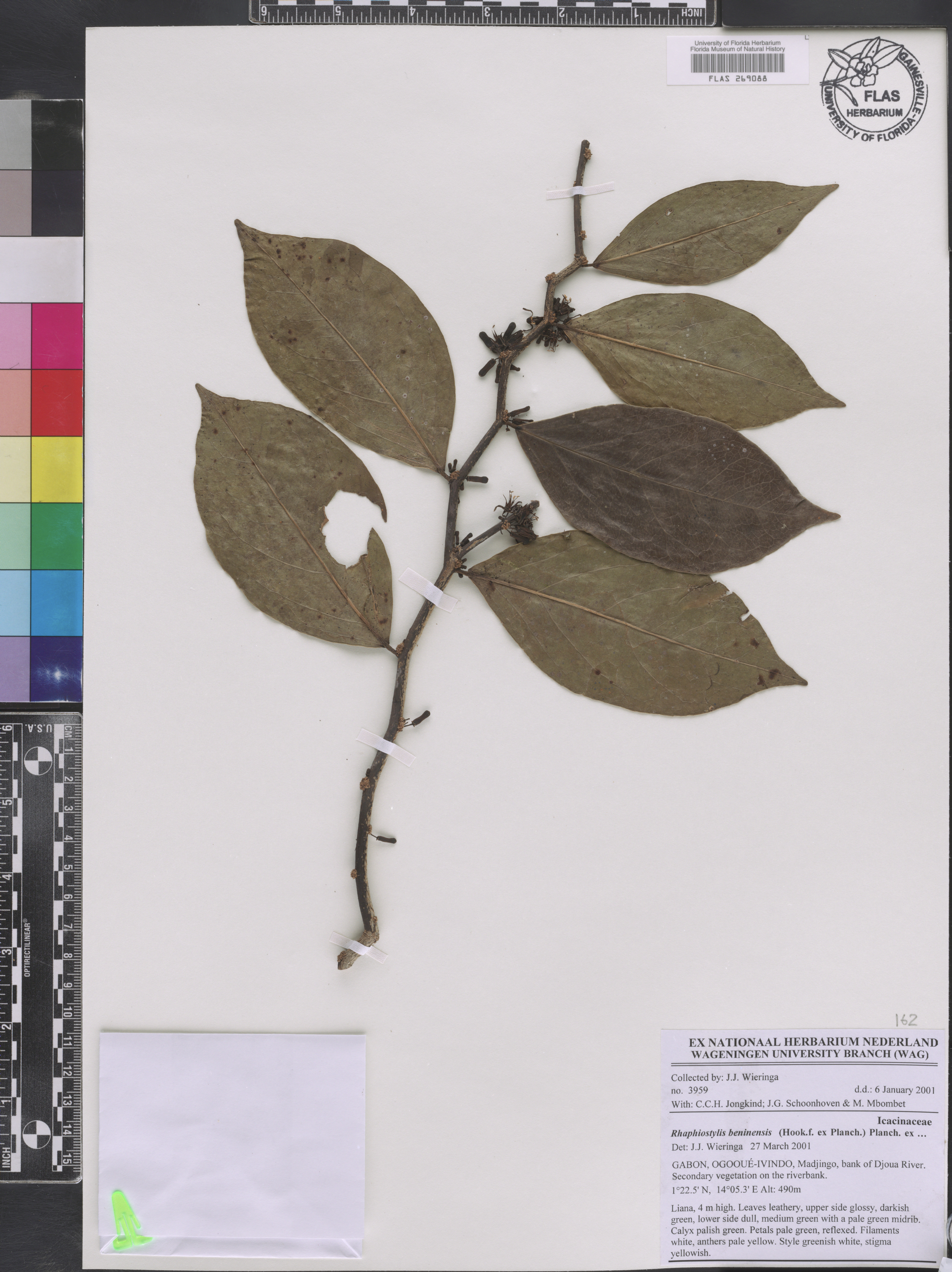 Metteniusaceae image