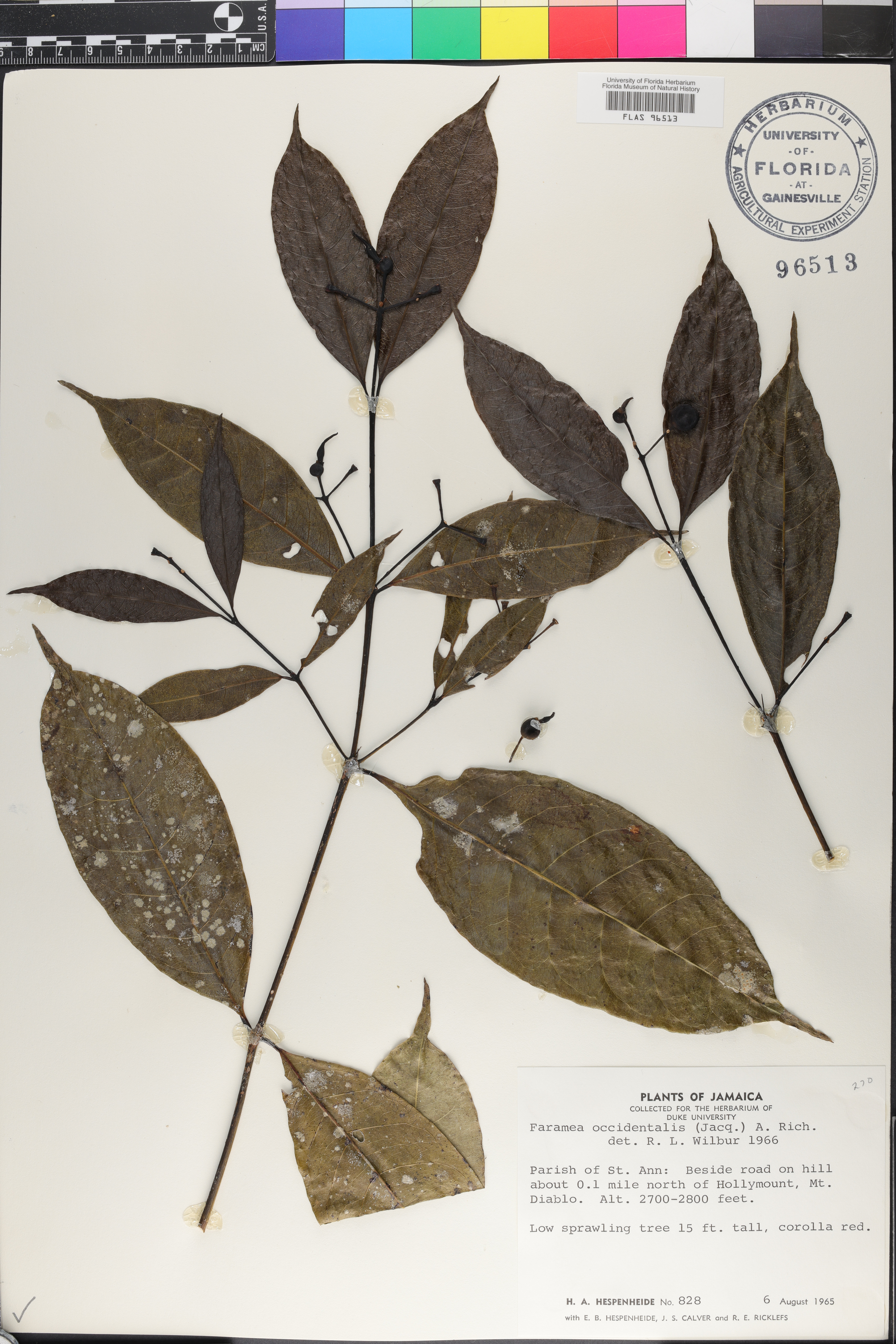Faramea occidentalis image
