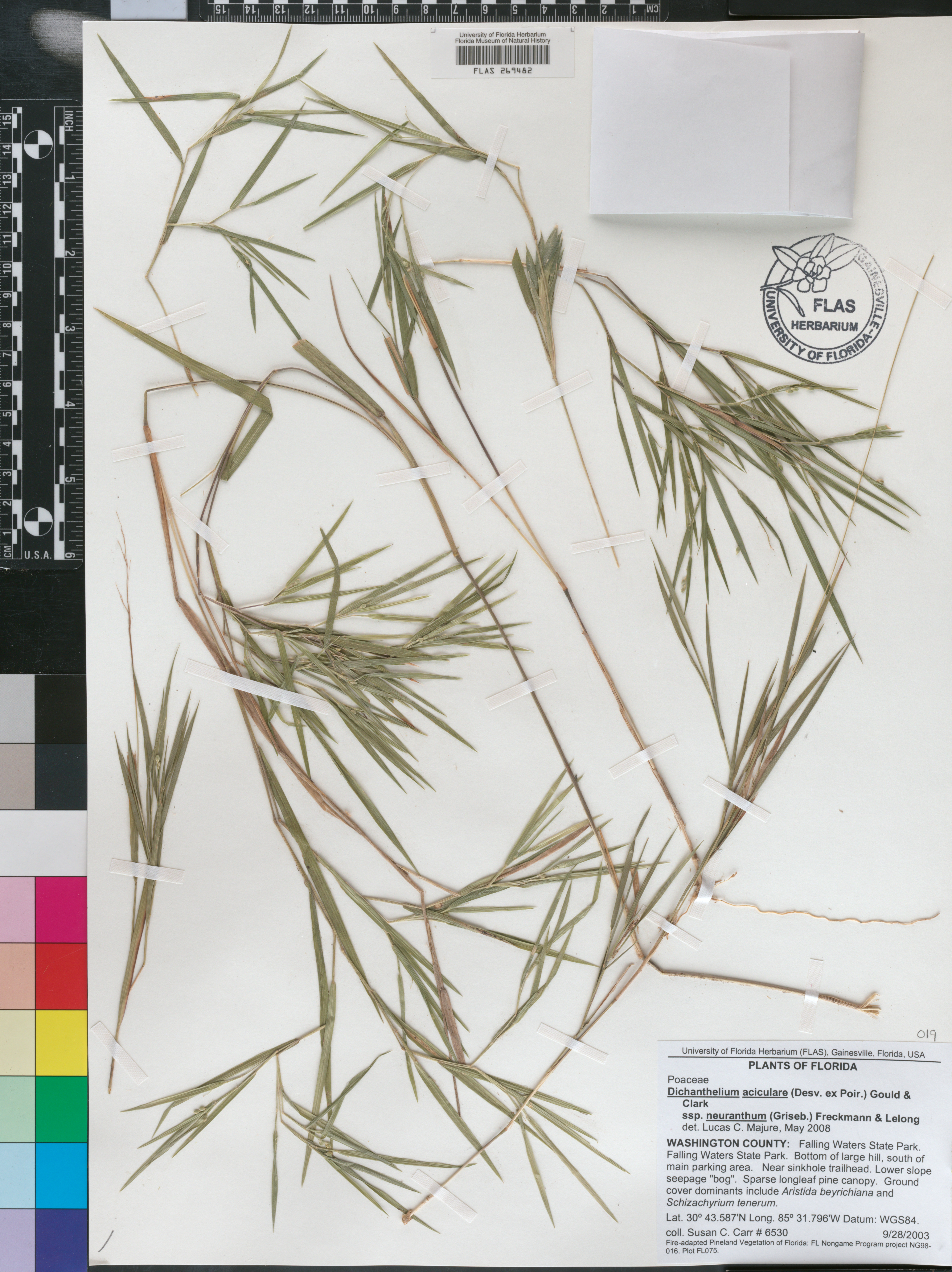 Dichanthelium aciculare subsp. neuranthum image