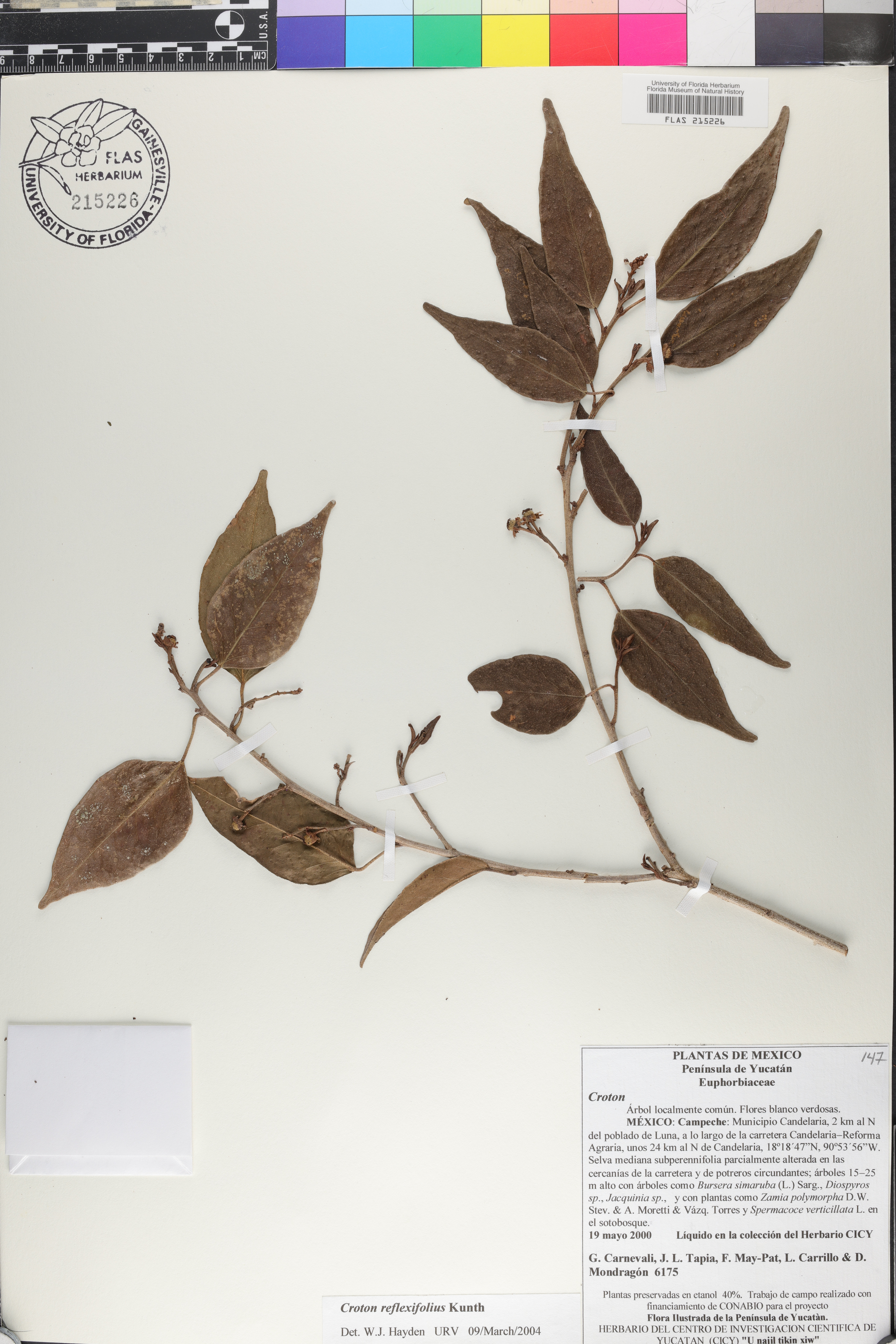 Syzygium aromaticum image