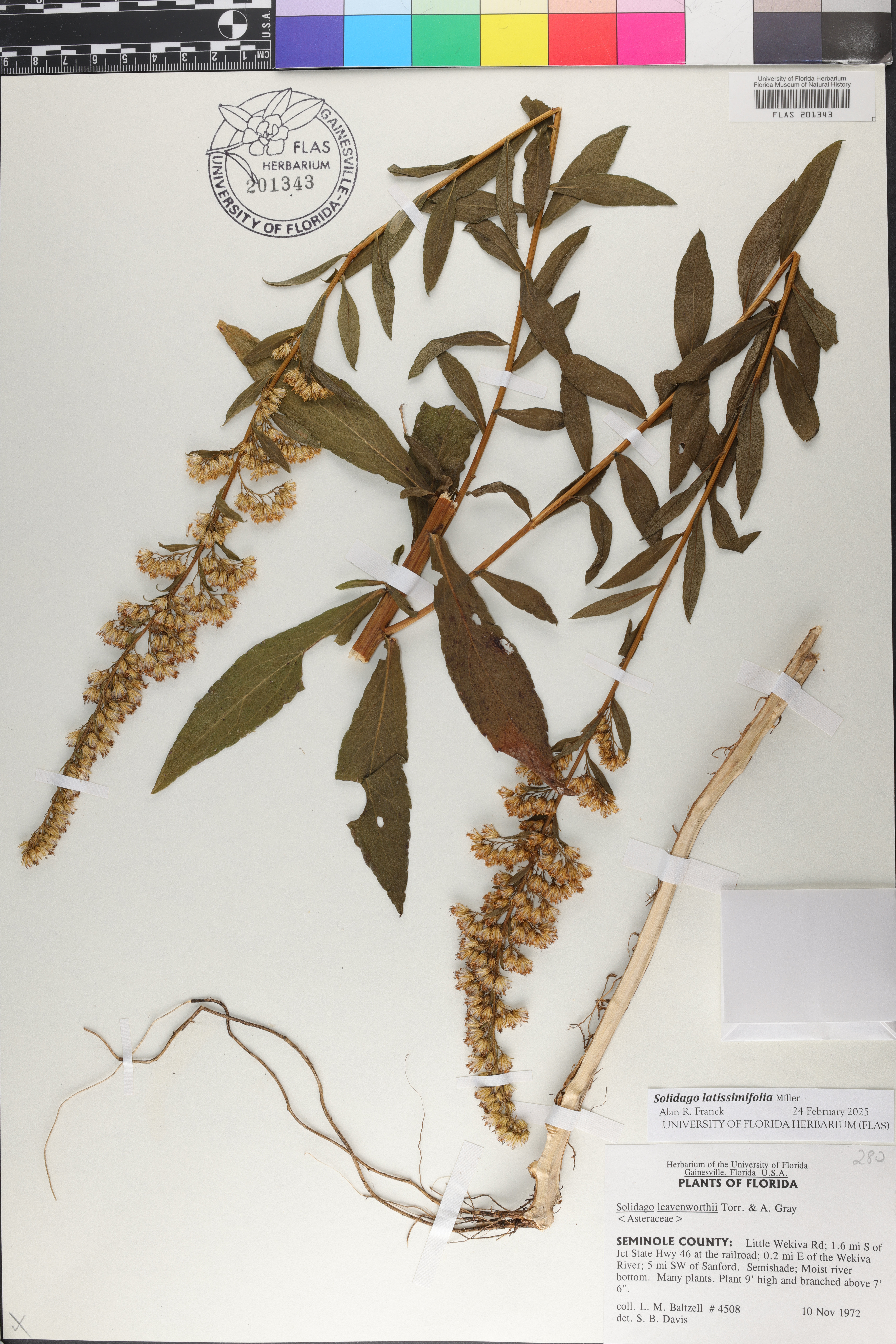 Solidago latissimifolia image