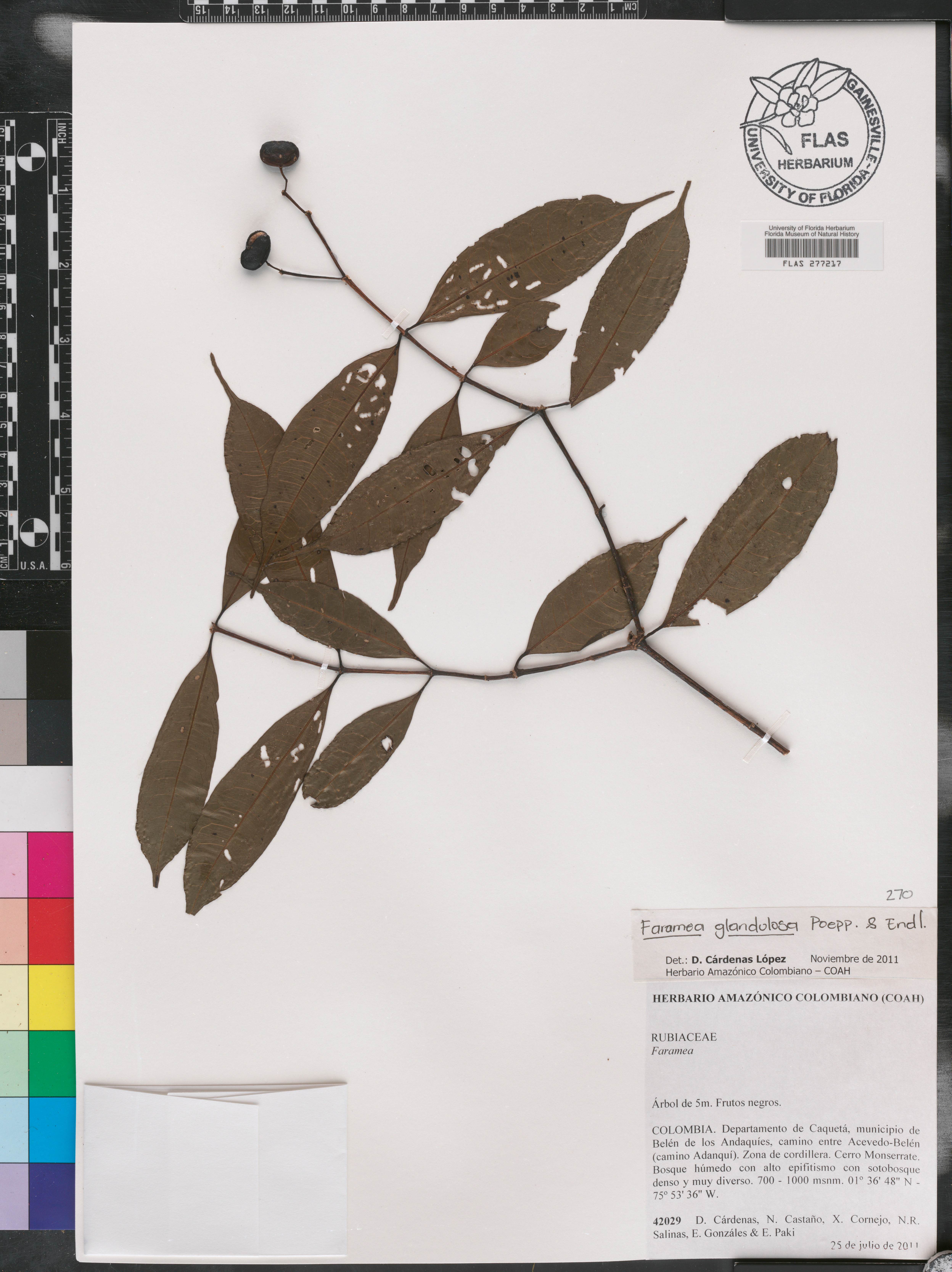 Faramea glandulosa image