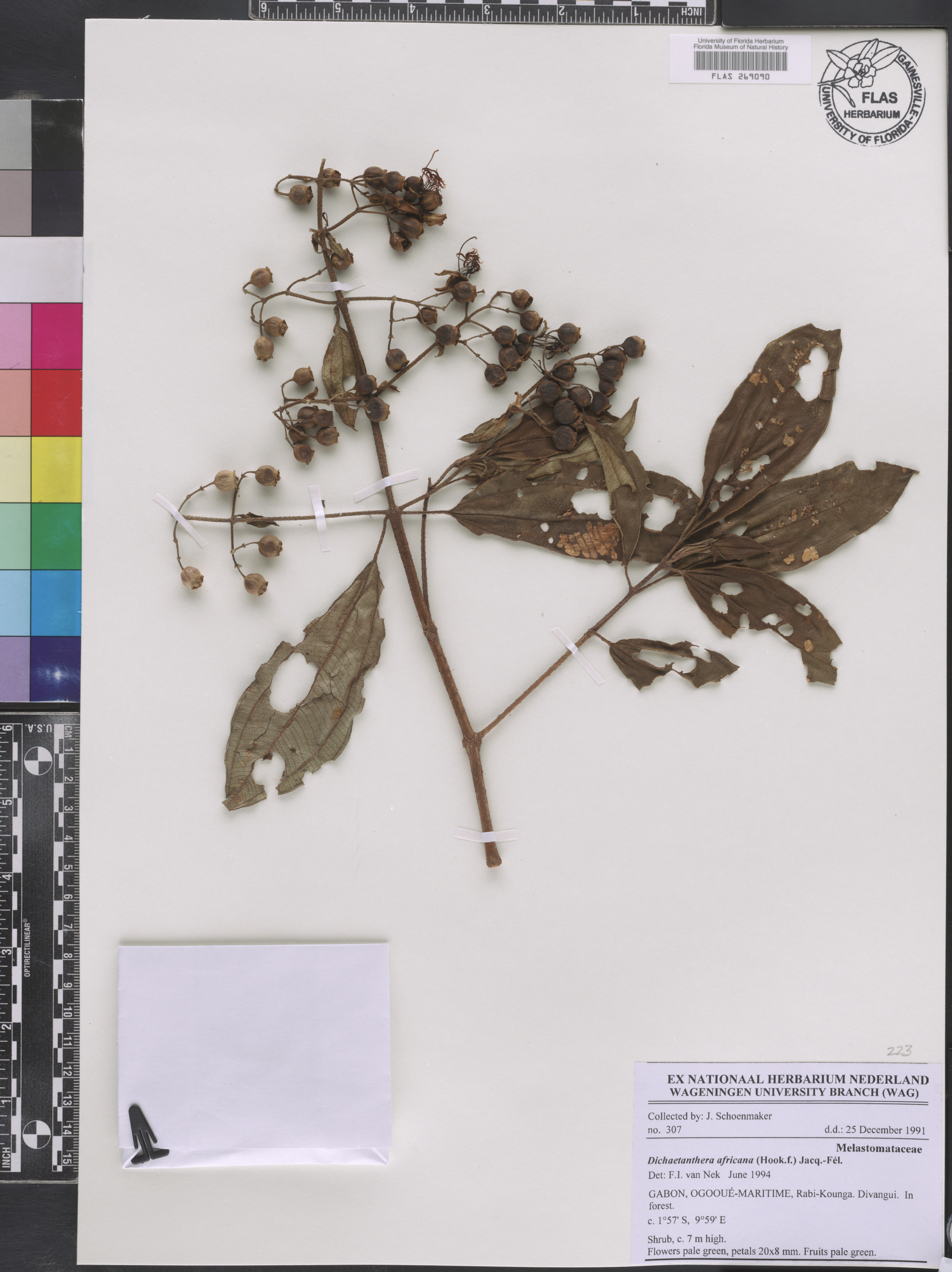 Dichaetanthera africana image