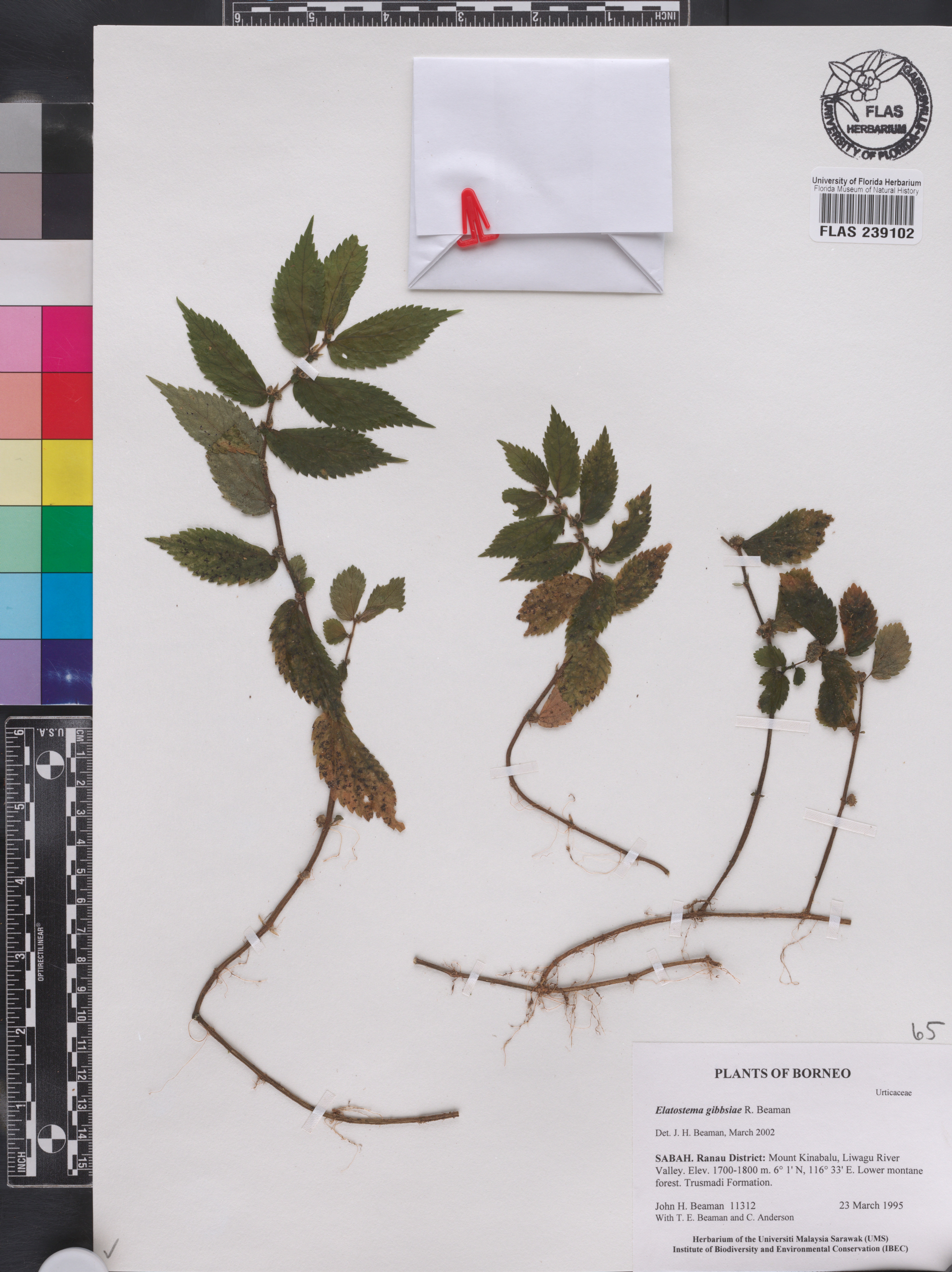 Elatostema gibbsiae image