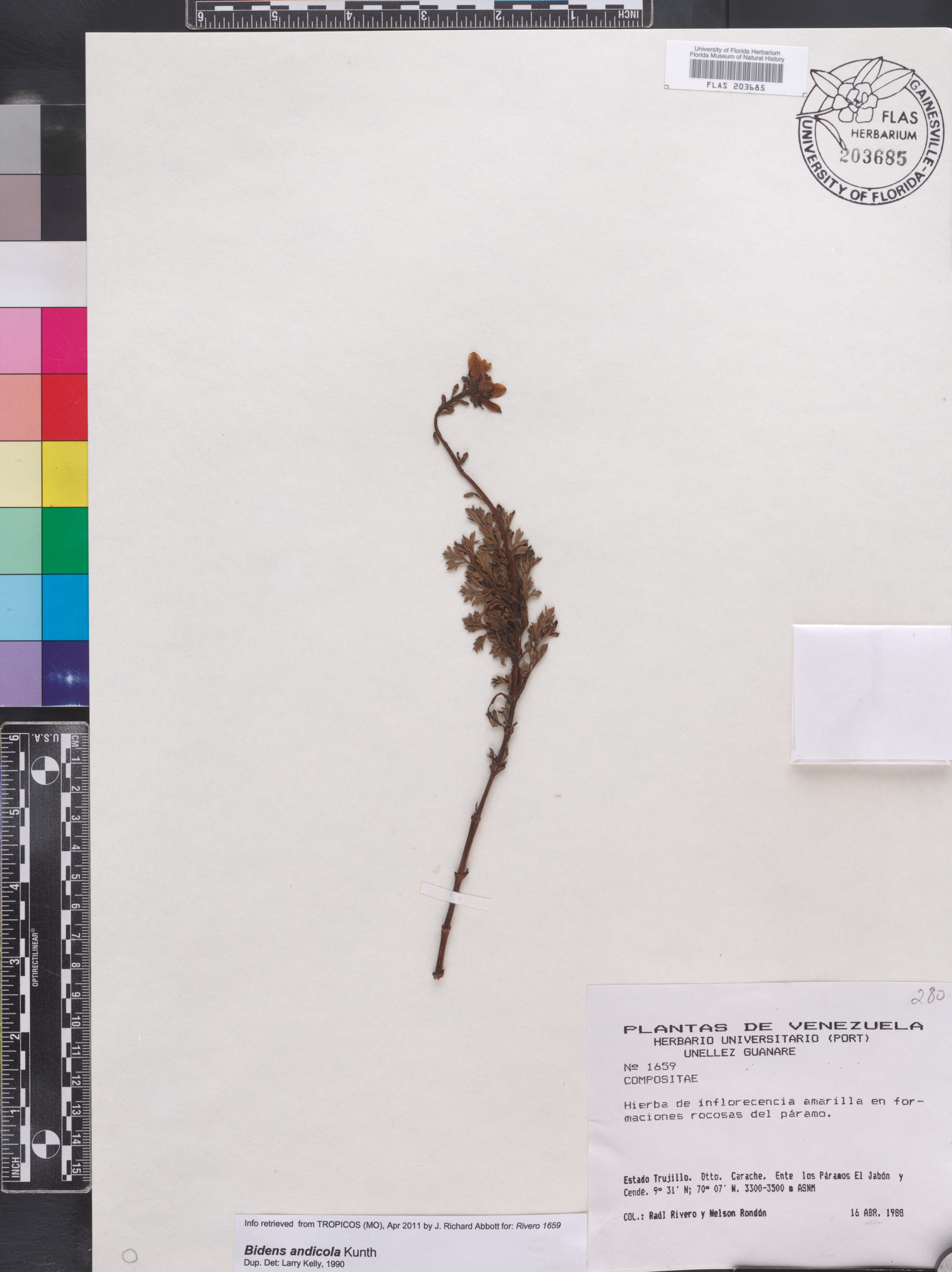 Bidens andicola image