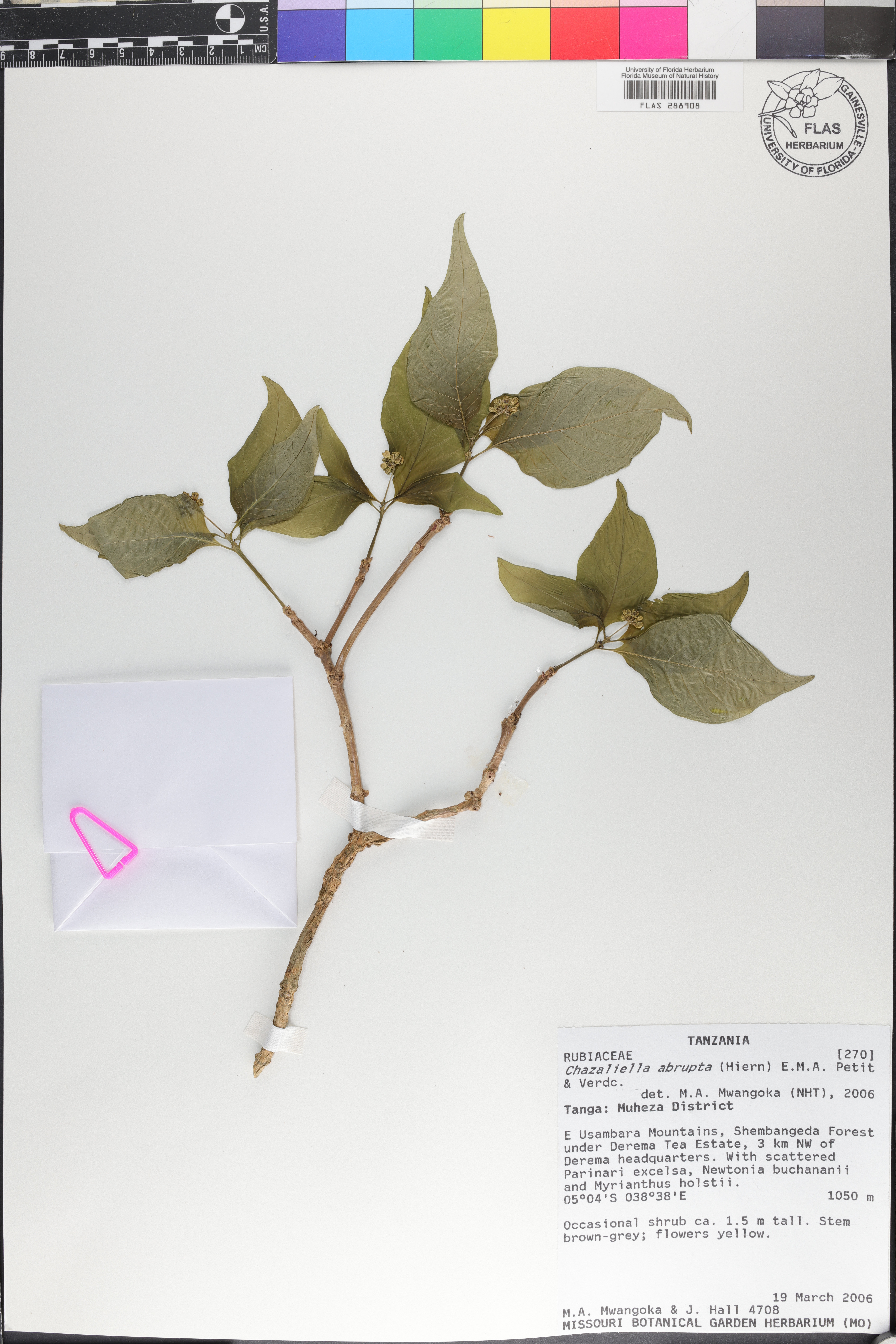 Eumachia abrupta image