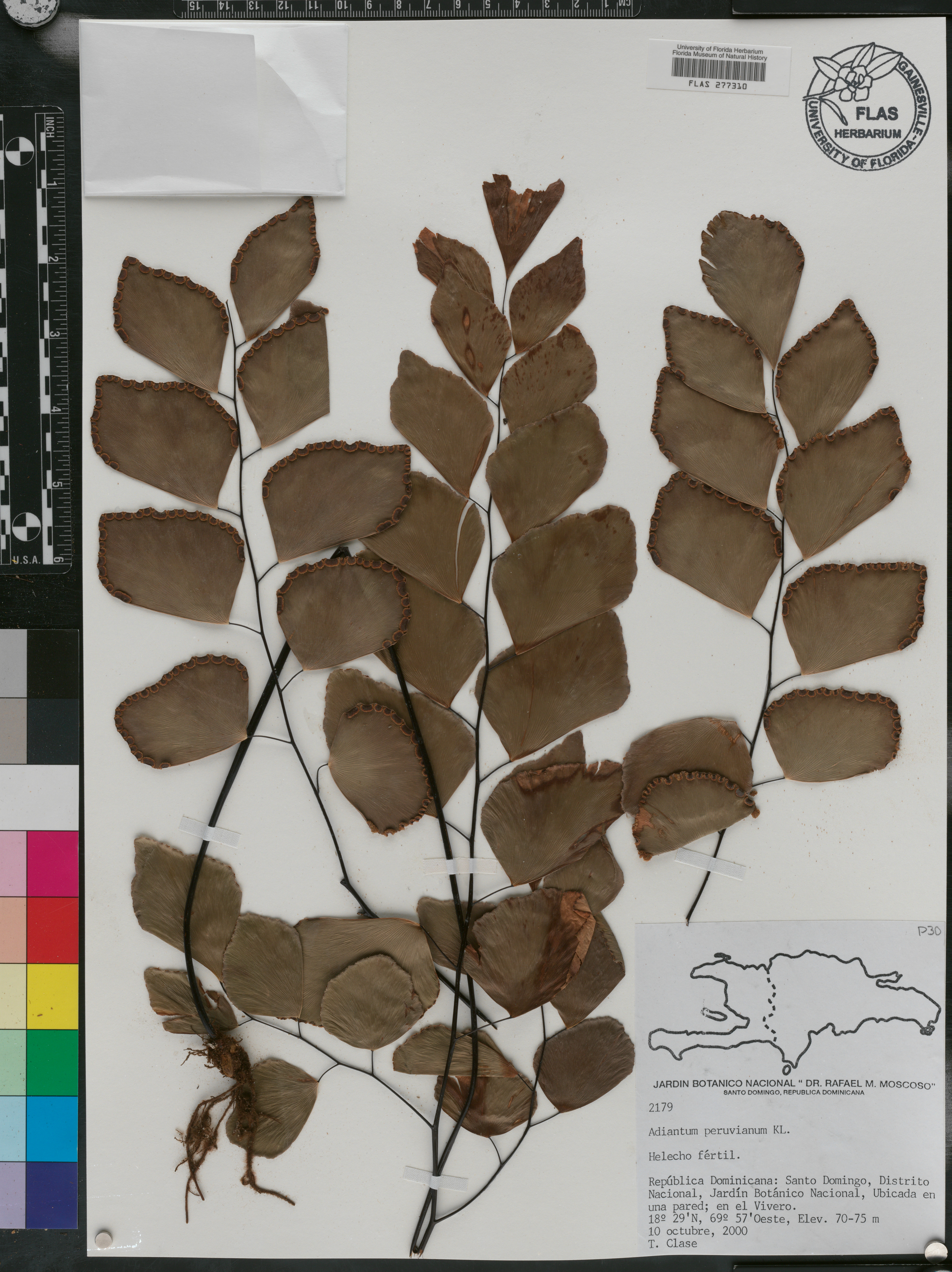 Adiantum peruvianum image