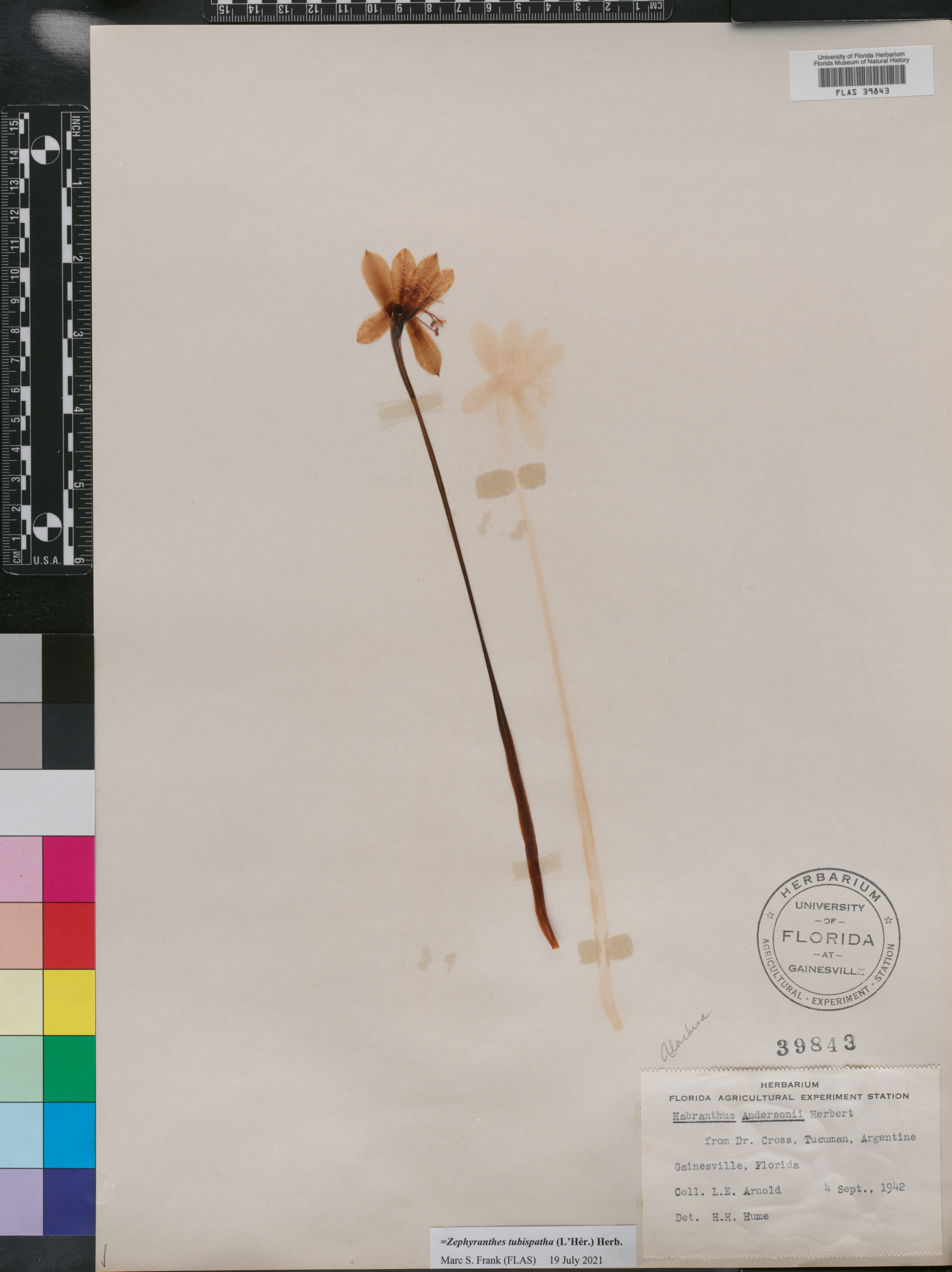 Zephyranthes tubispatha image