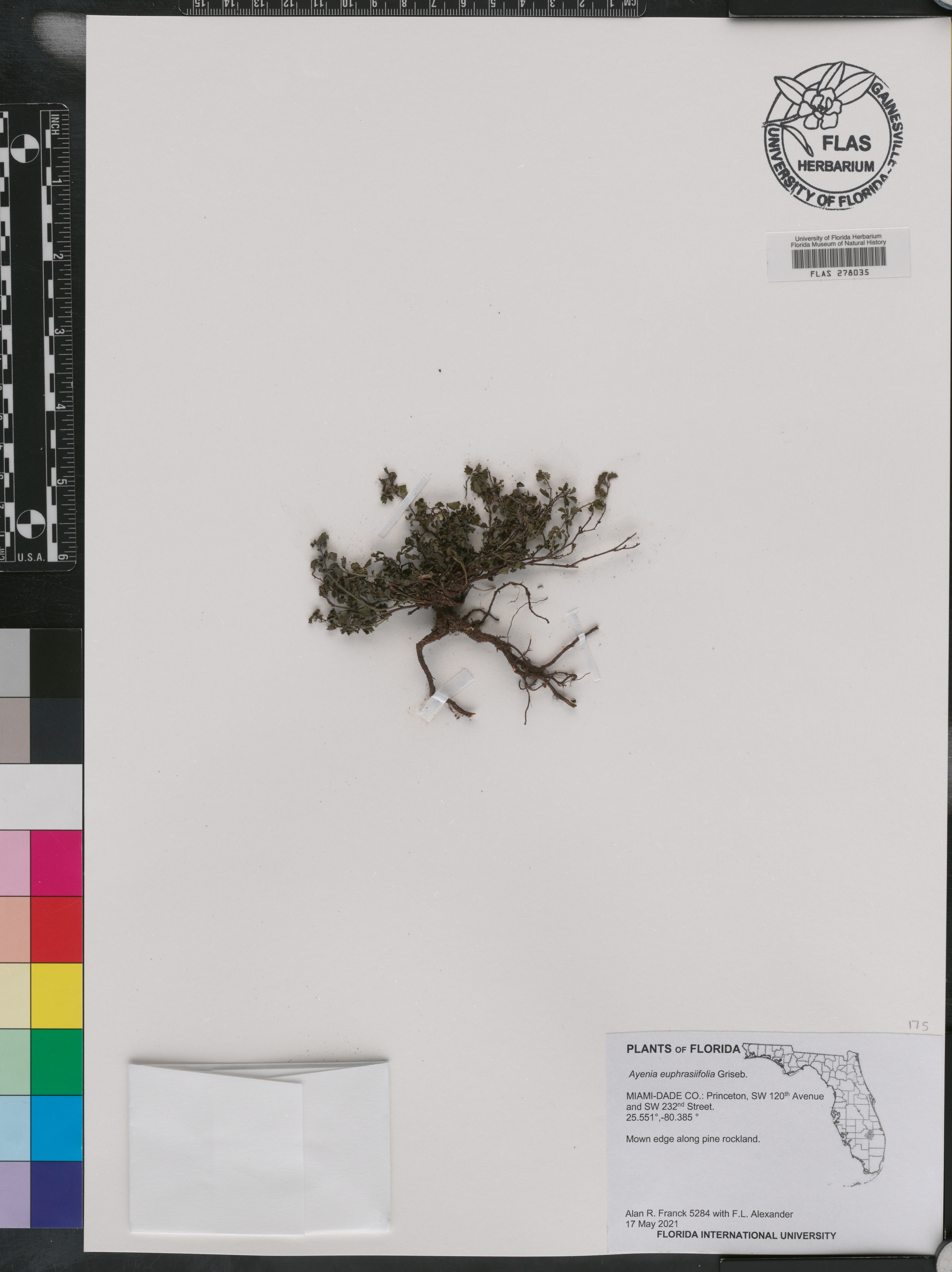 Ayenia euphrasiifolia image