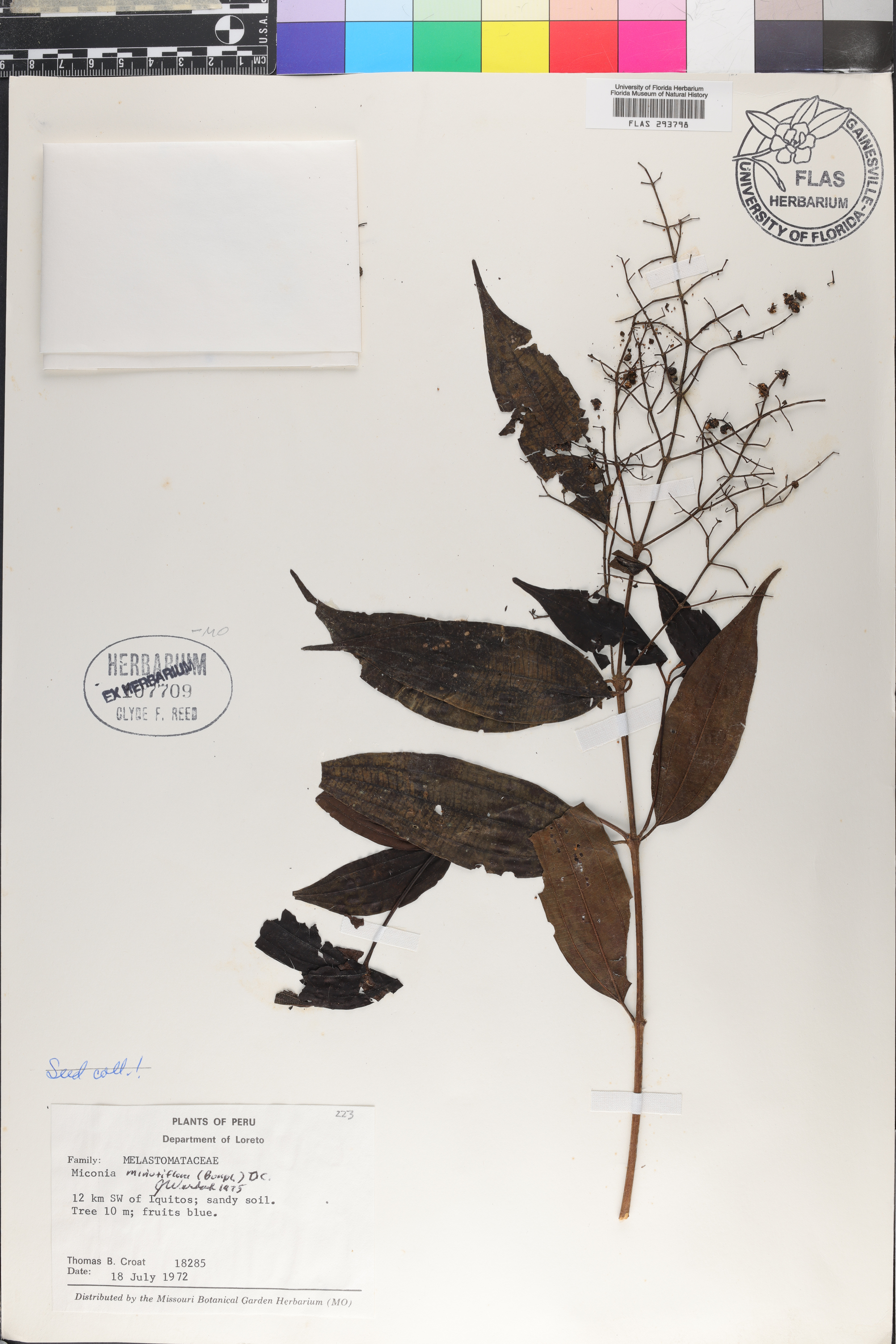 Miconia minutiflora image