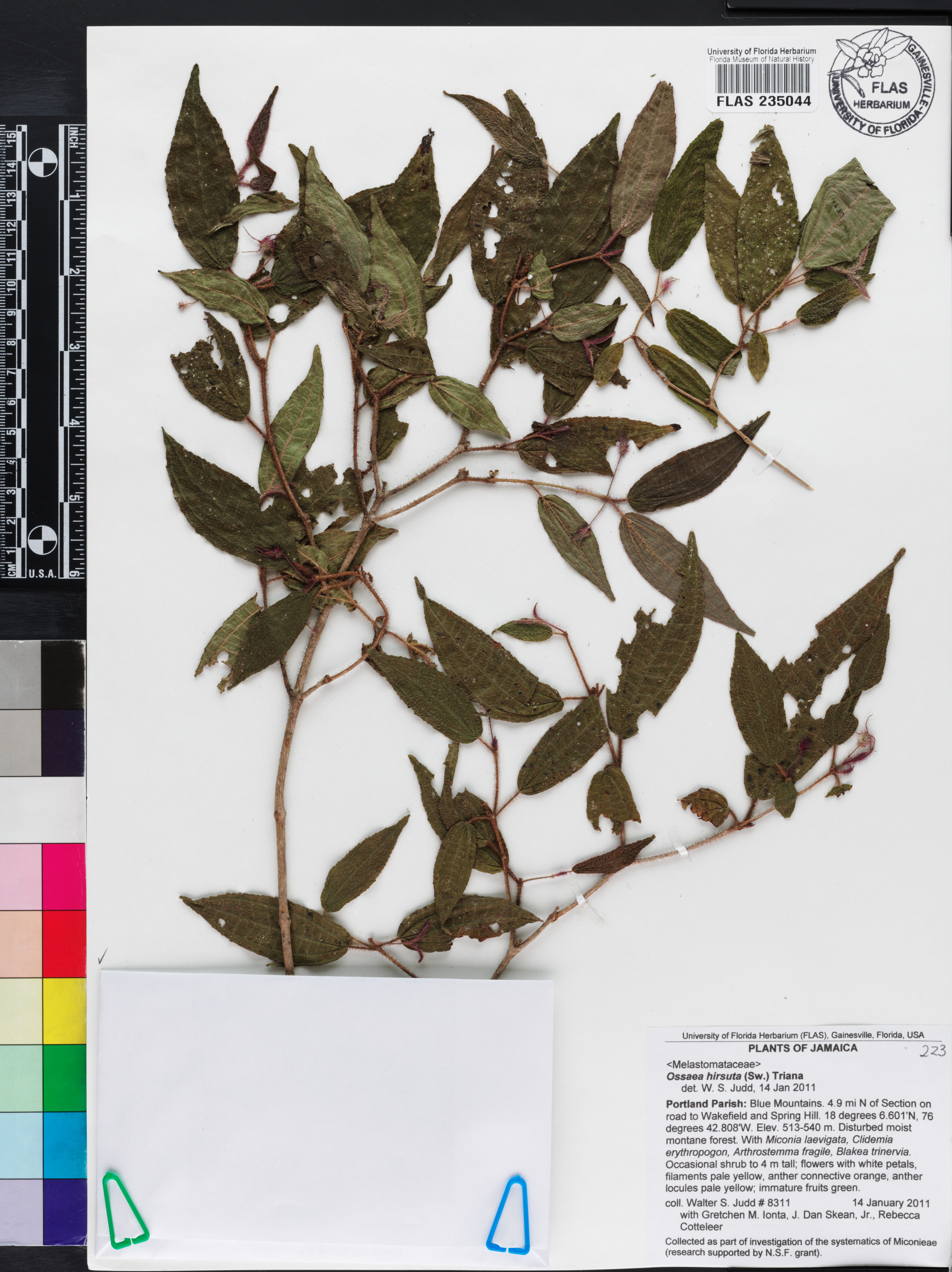 Miconia hirsuta image