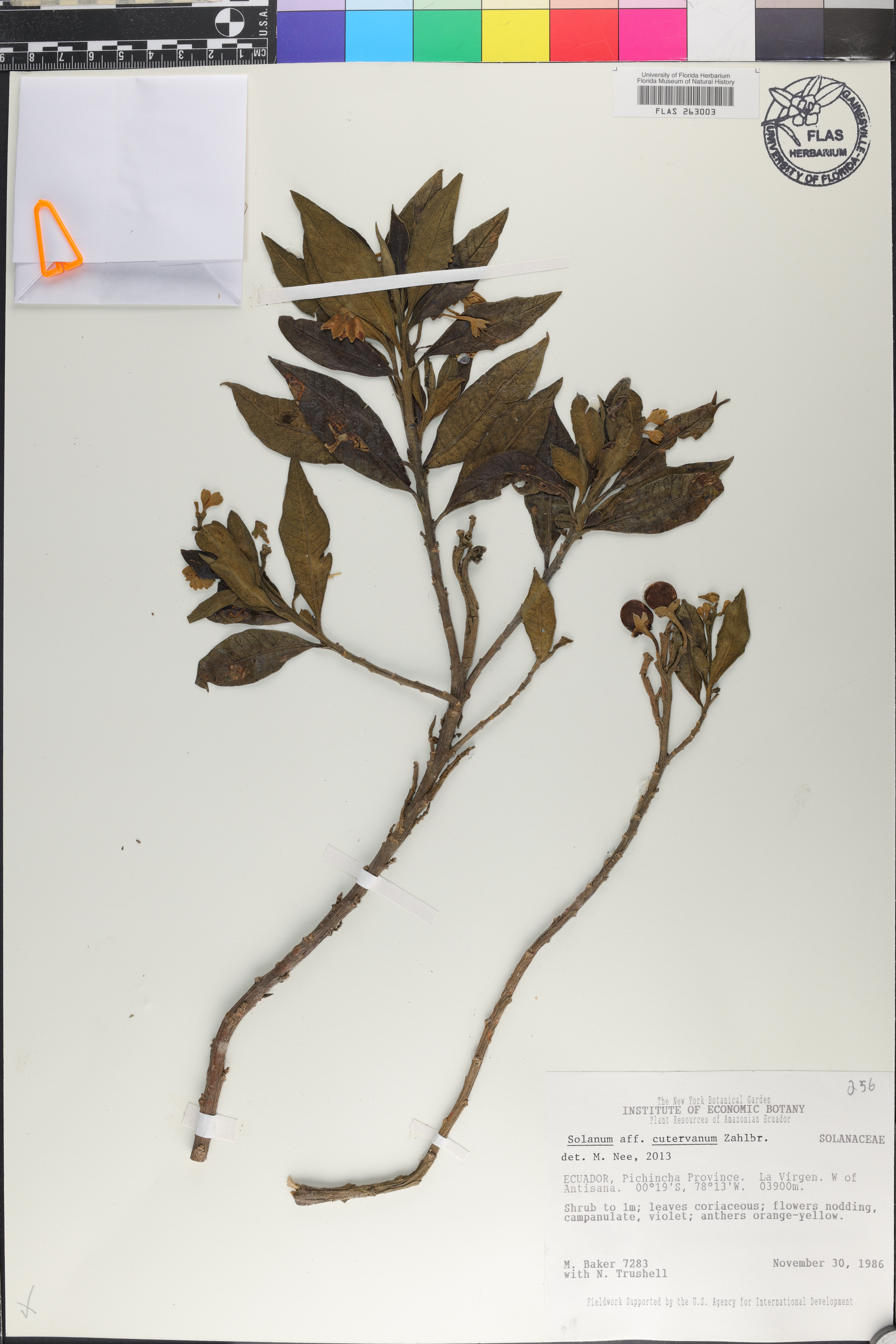 Solanum stenophyllum image