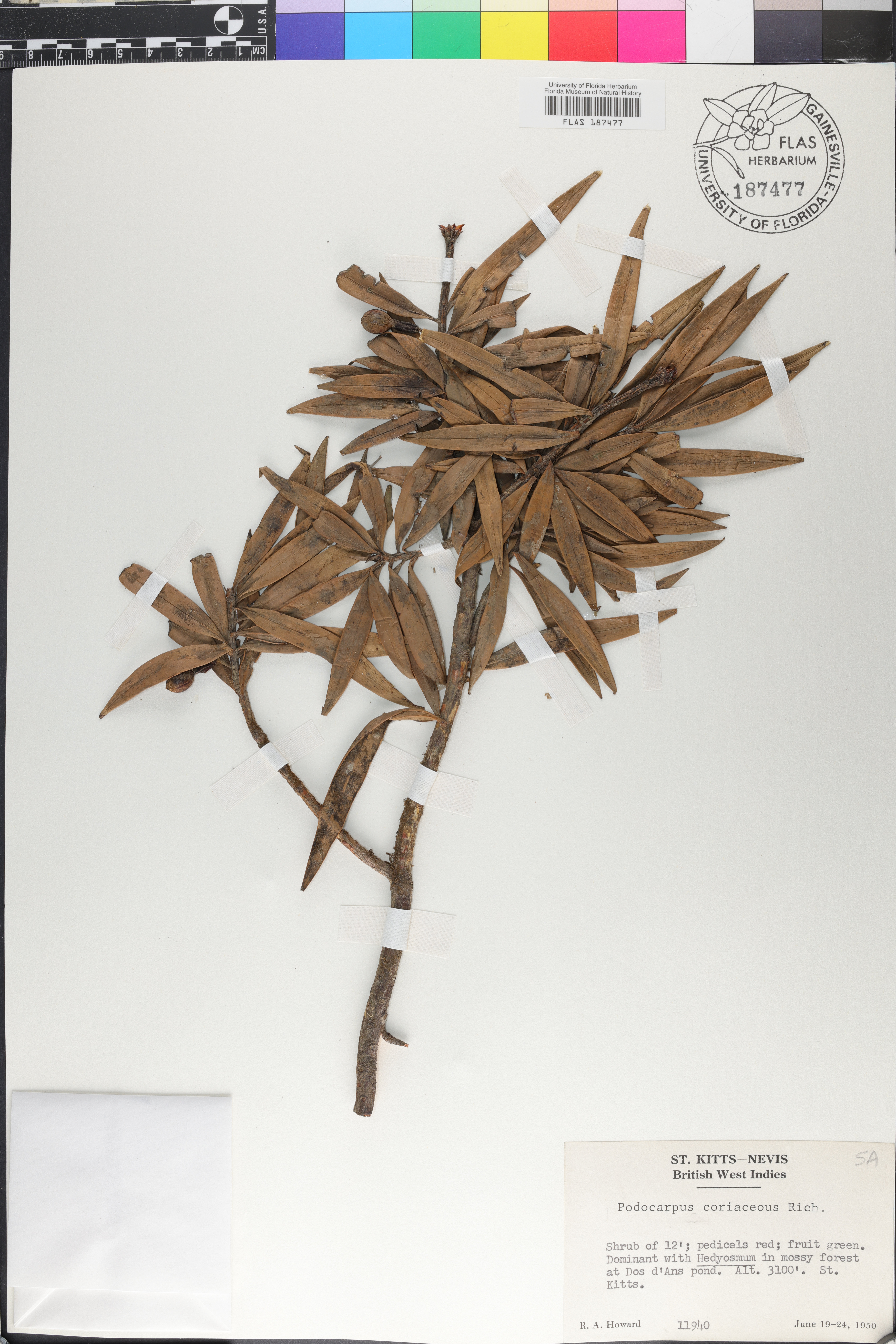 Podocarpus coriaceus image