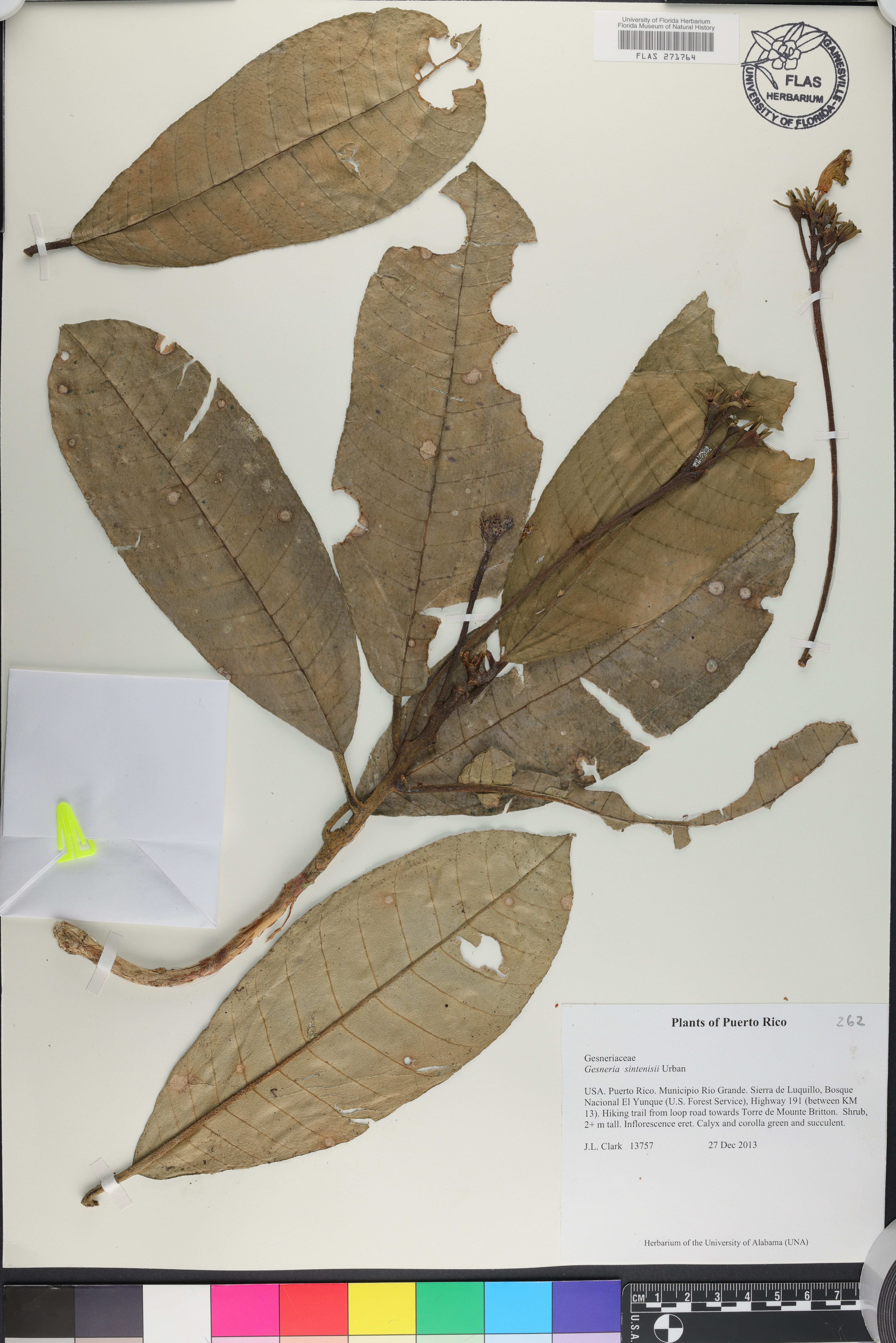 Gesneria sintenisii image