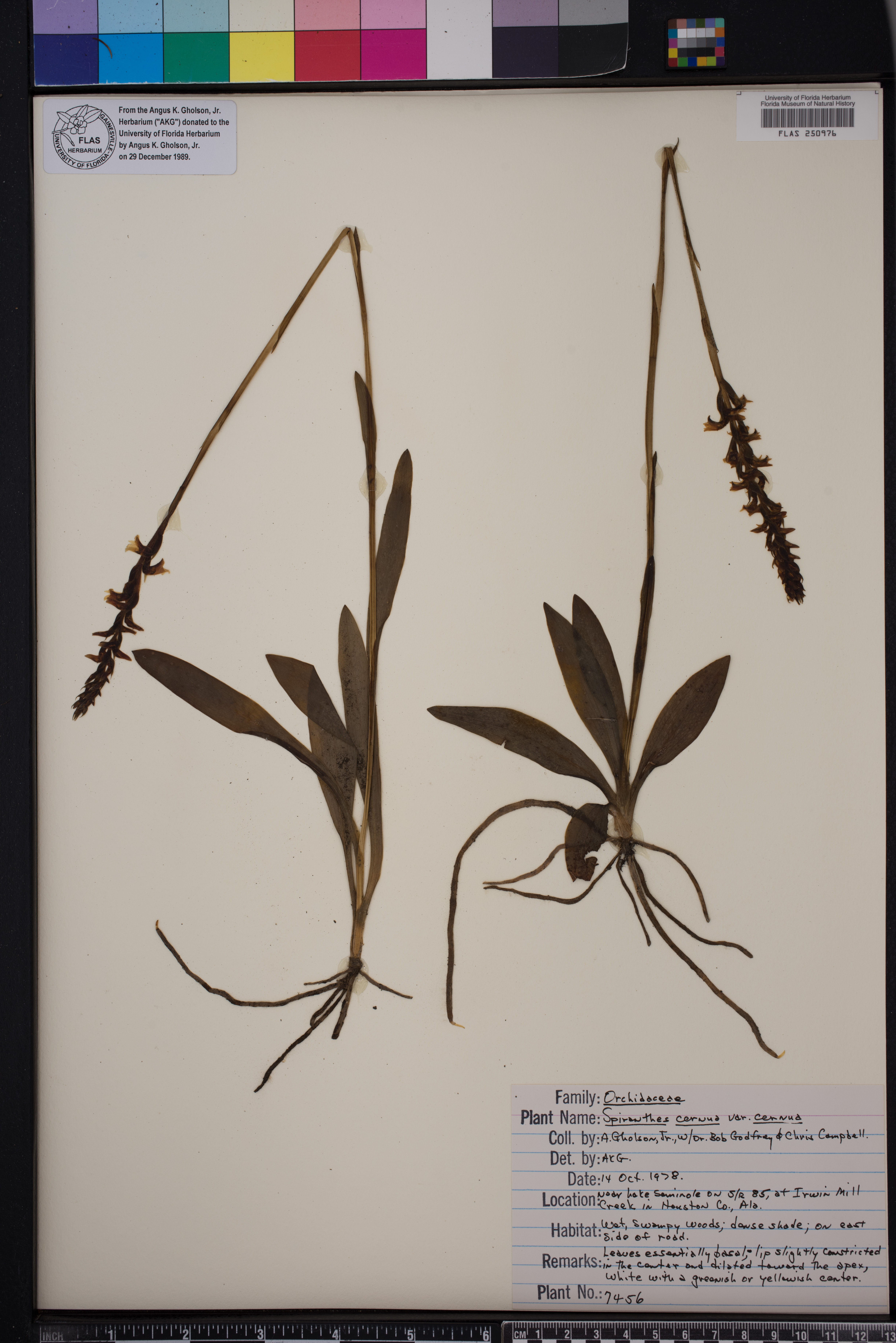 Spiranthes odorata image